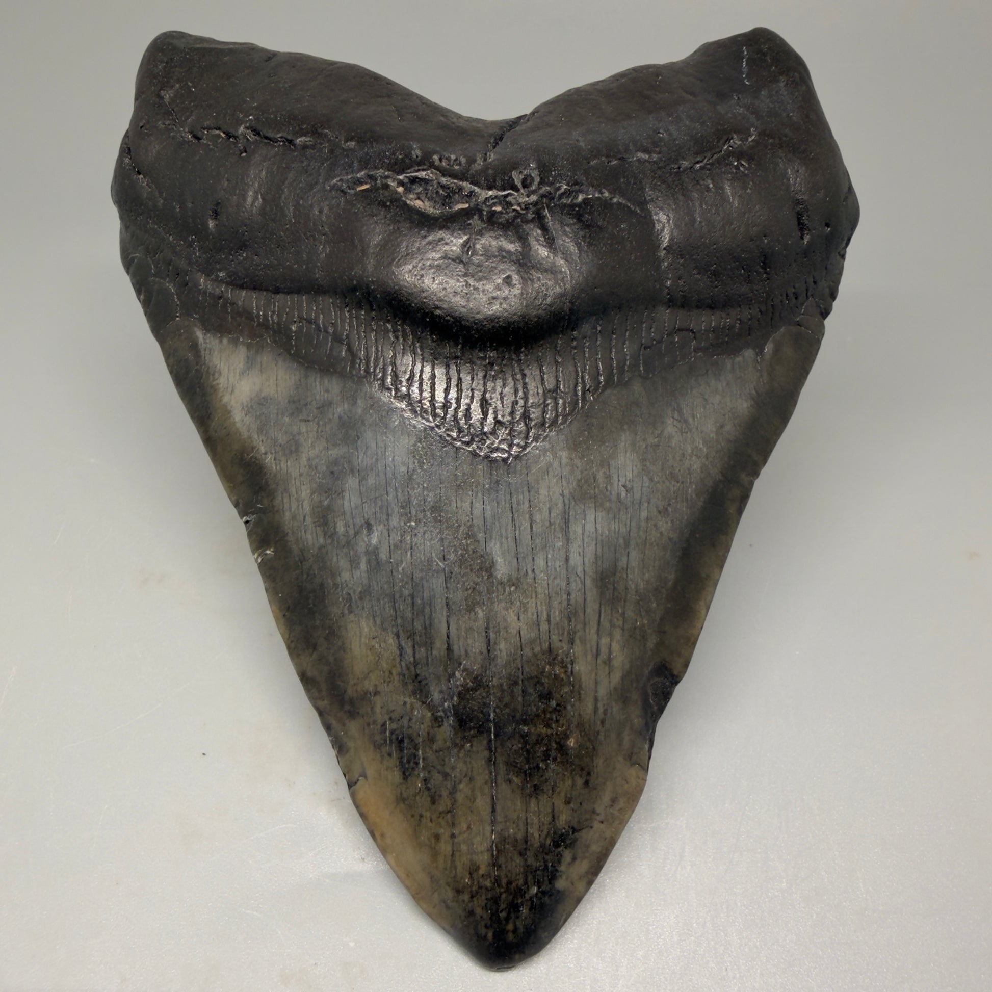 Front View Tip Down 4.93" Fossil Megalodon Tooth – Authentic Carcharocles megalodon Tooth from South Carolina CM5431 