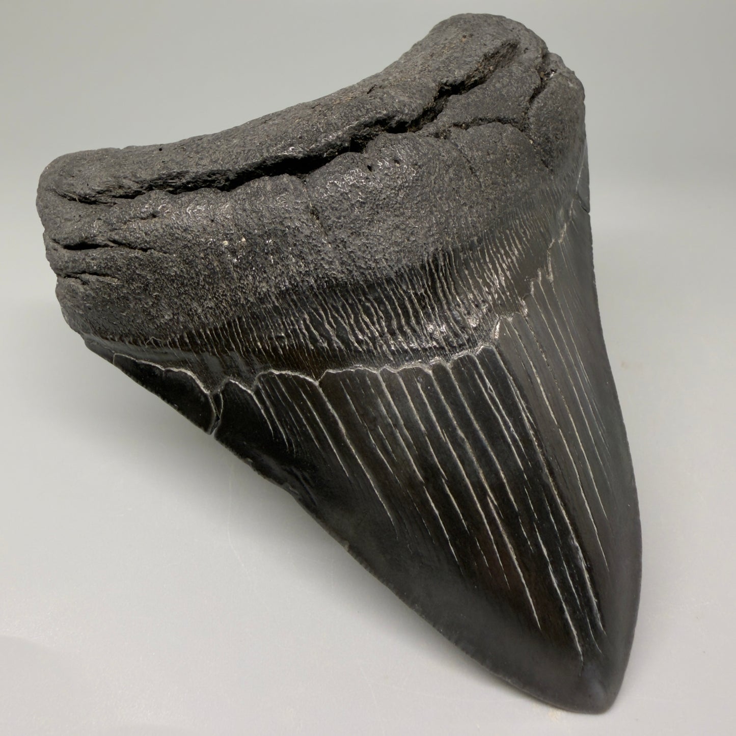 Front Left View 4.25" Fossil Megalodon Tooth – Authentic Carcharocles megalodon Tooth from South Carolina CM5429