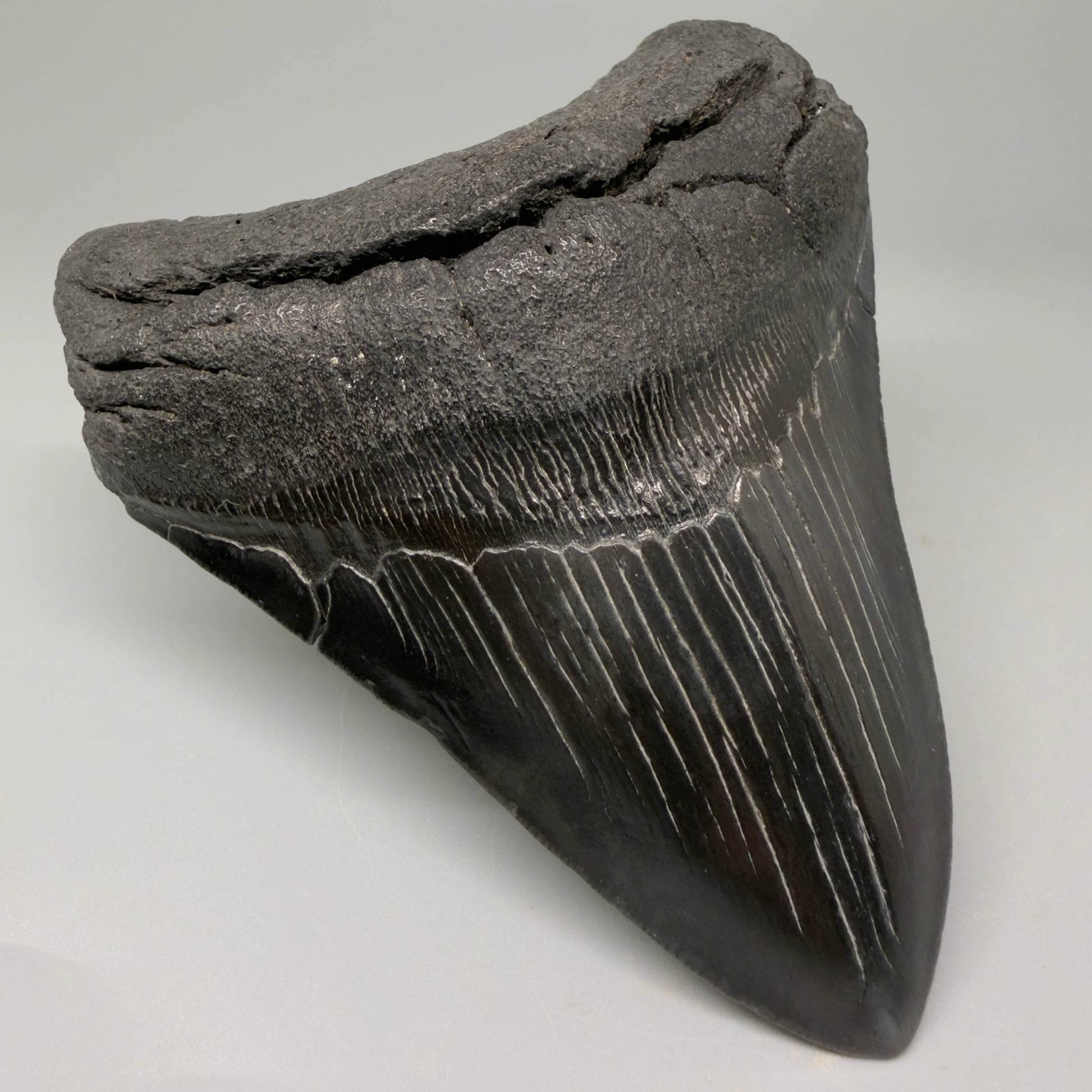 Front Left View 4.25" Fossil Megalodon Tooth – Authentic Carcharocles megalodon Tooth from South Carolina CM5429