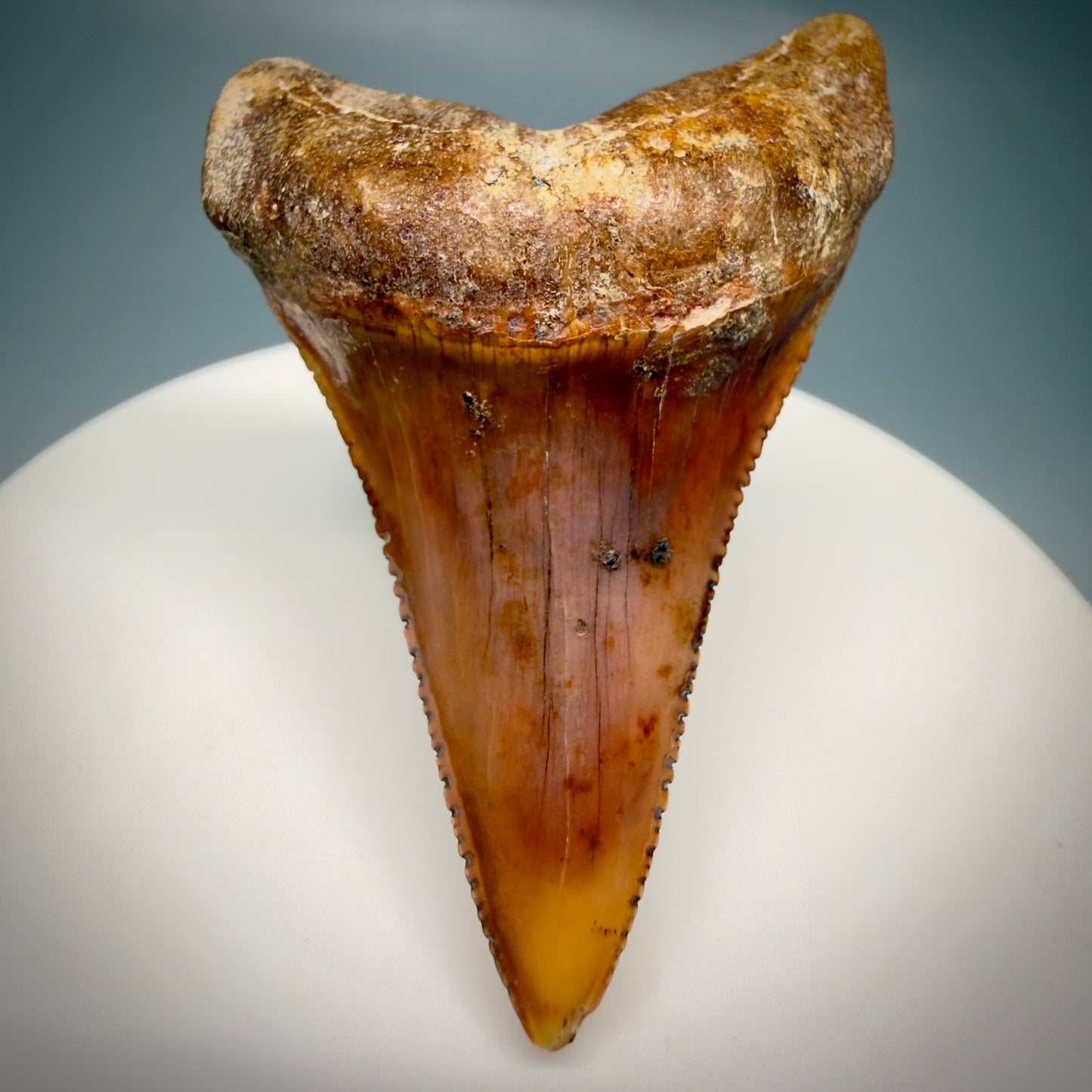 Front View Exquisite Red, lower 2.07" long Fossil Great White Tooth from the deserts of Peru GW1320 - 1