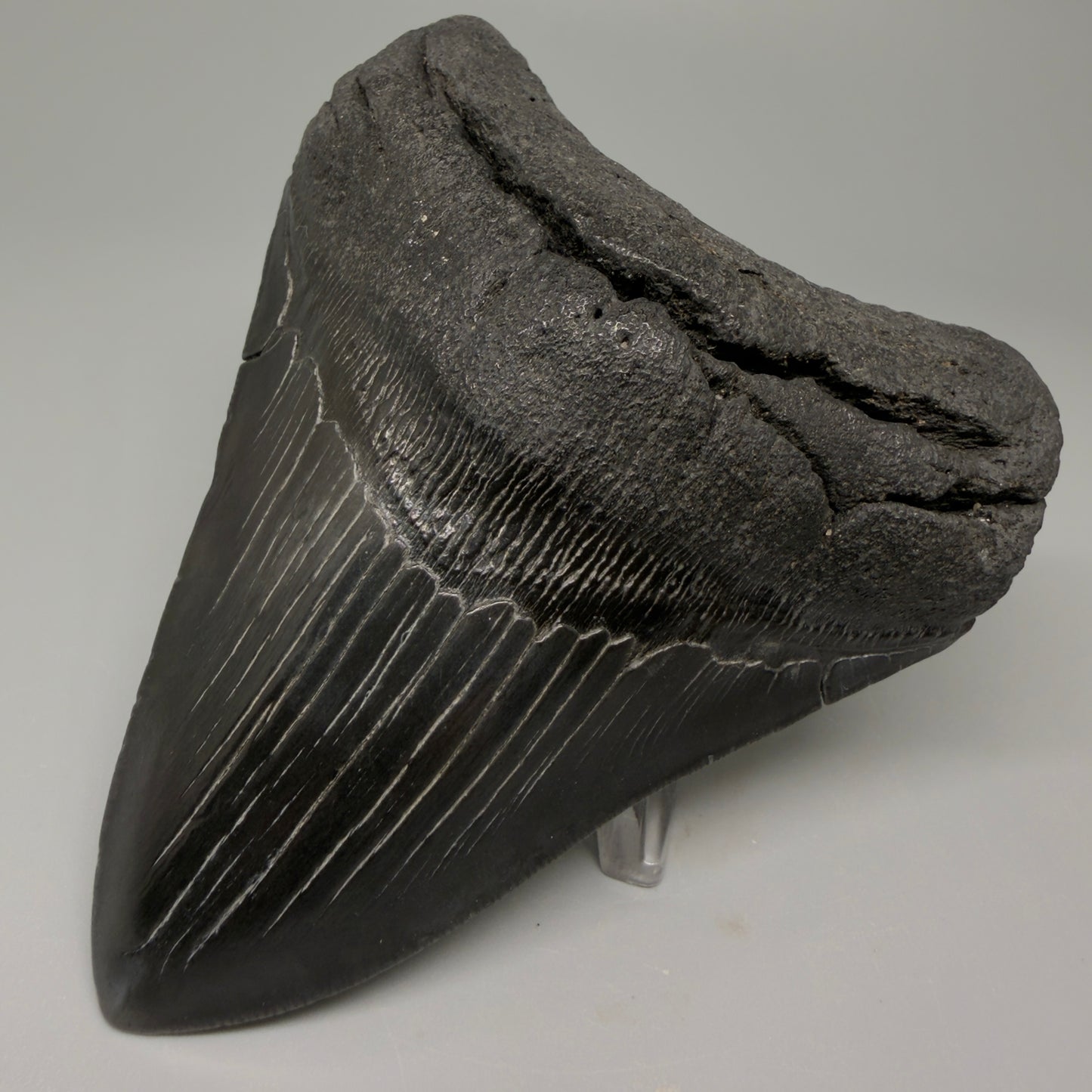 Front Right View 4.25" Fossil Megalodon Tooth – Authentic Carcharocles megalodon Tooth from South Carolina CM5429