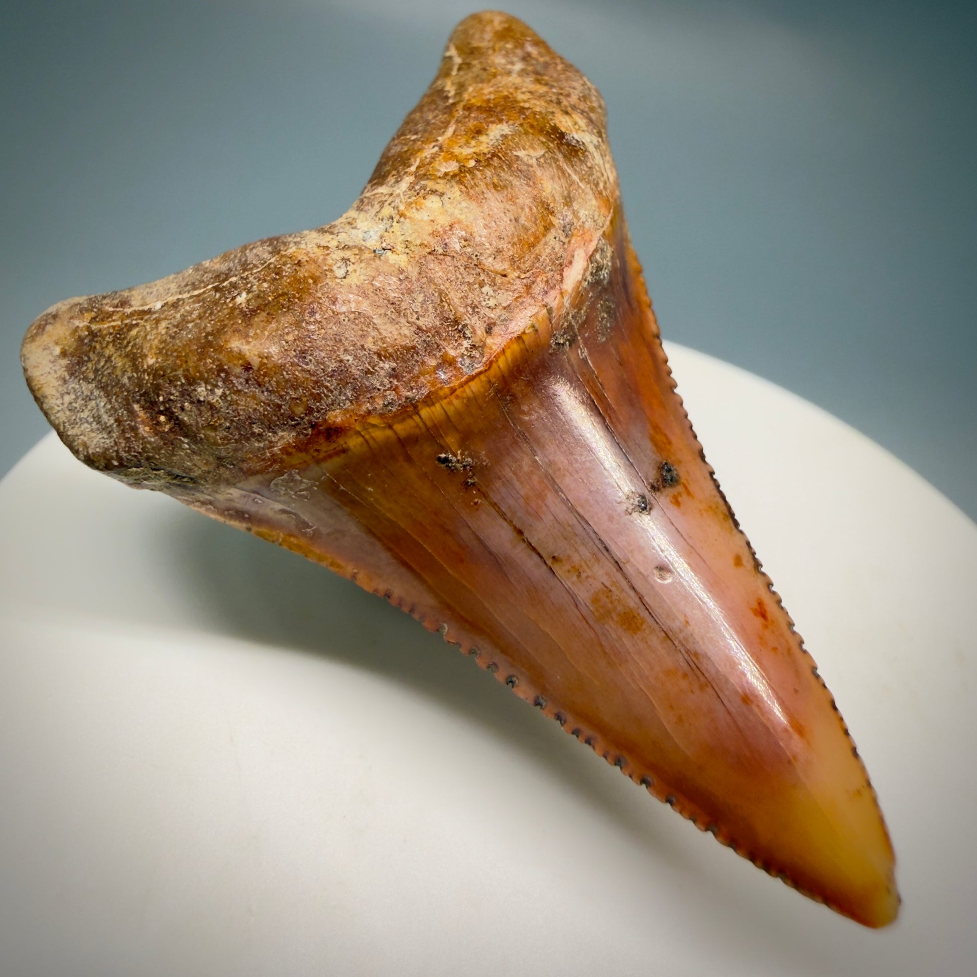 Front Left View Exquisite Red, lower 2.07" long Fossil Great White Tooth from the deserts of Peru GW1320