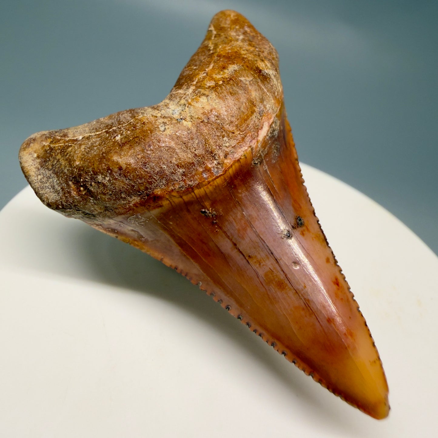 Front Left View Exquisite Red, lower 2.07" long Fossil Great White Tooth from the deserts of Peru GW1320 - 1