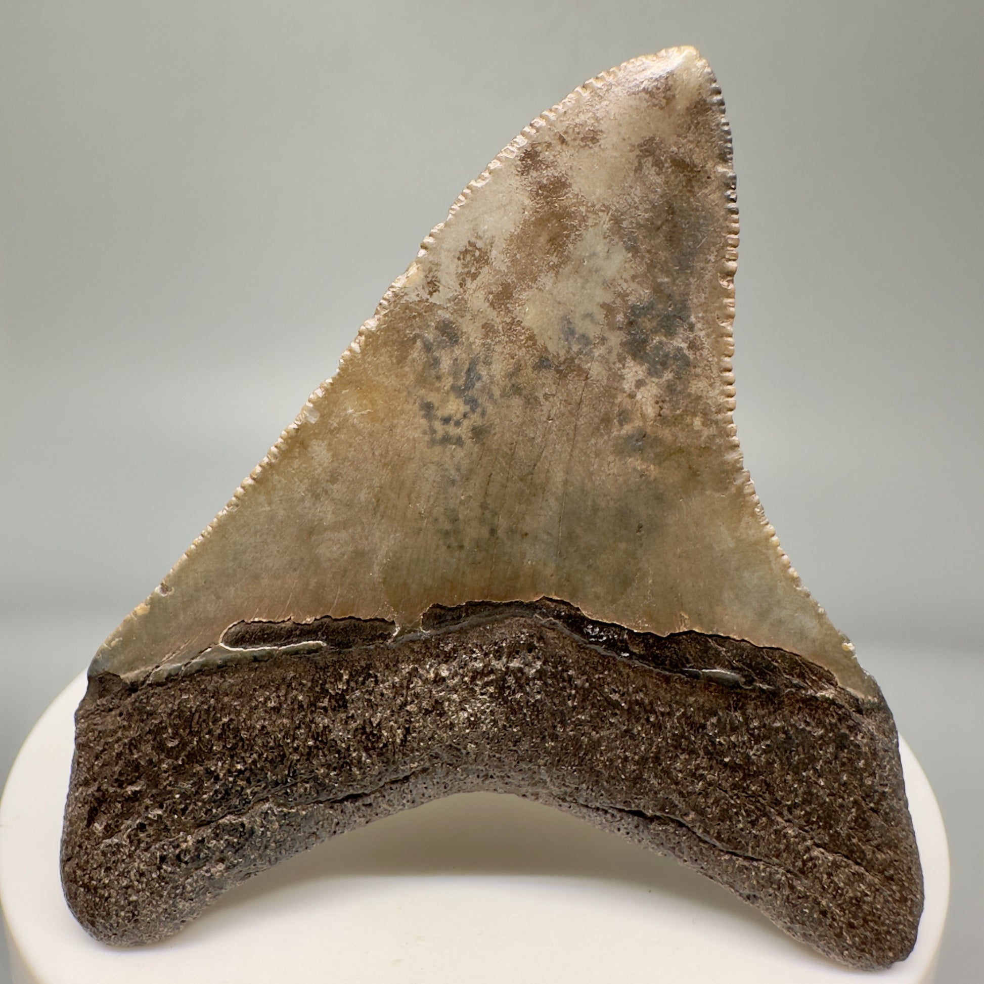Authentic 2.49" Megalodon Tooth Fossil - Southeastern Georgia CM5015 - Back