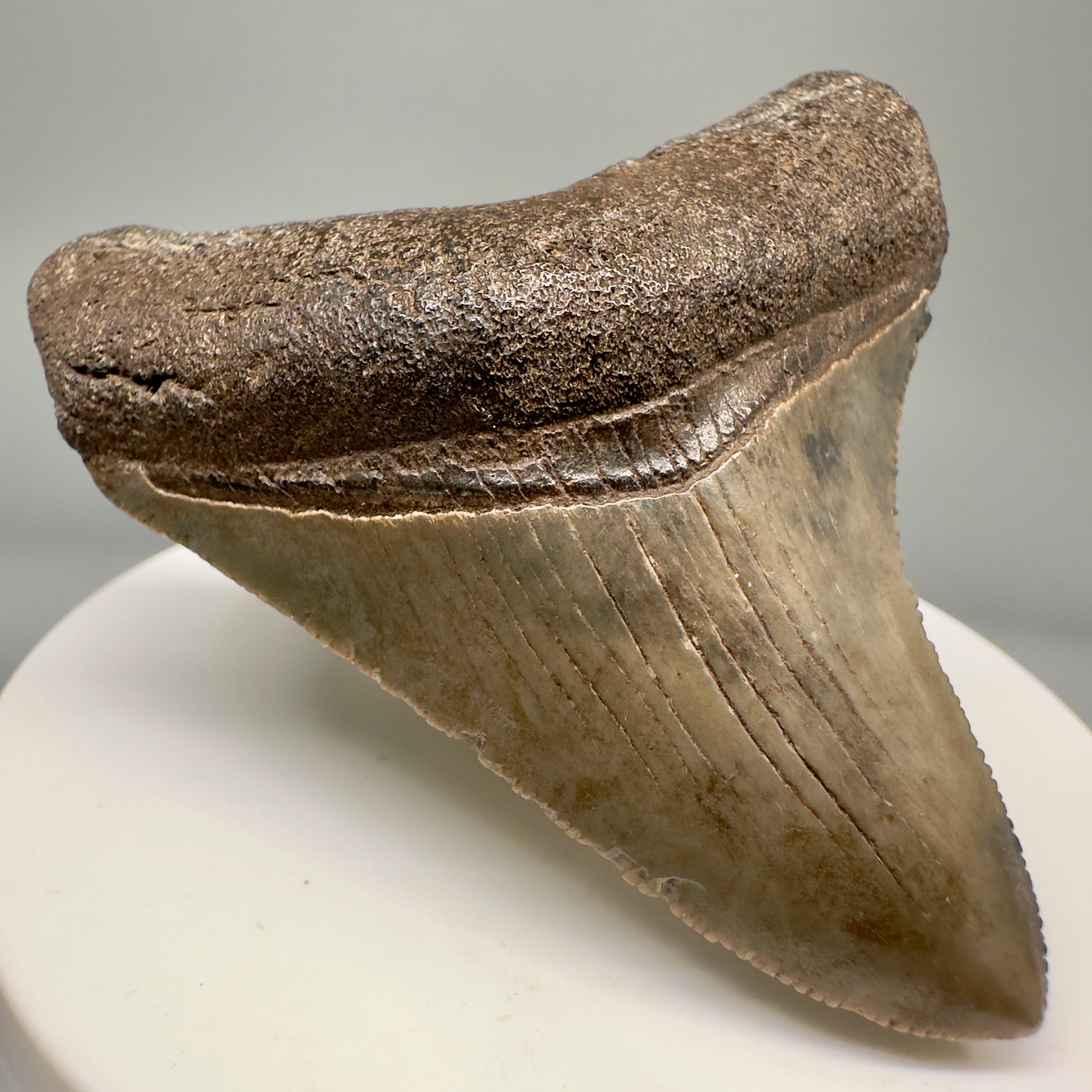 Authentic 2.49" Megalodon Tooth Fossil - Southeastern Georgia CM5015 - Front Right