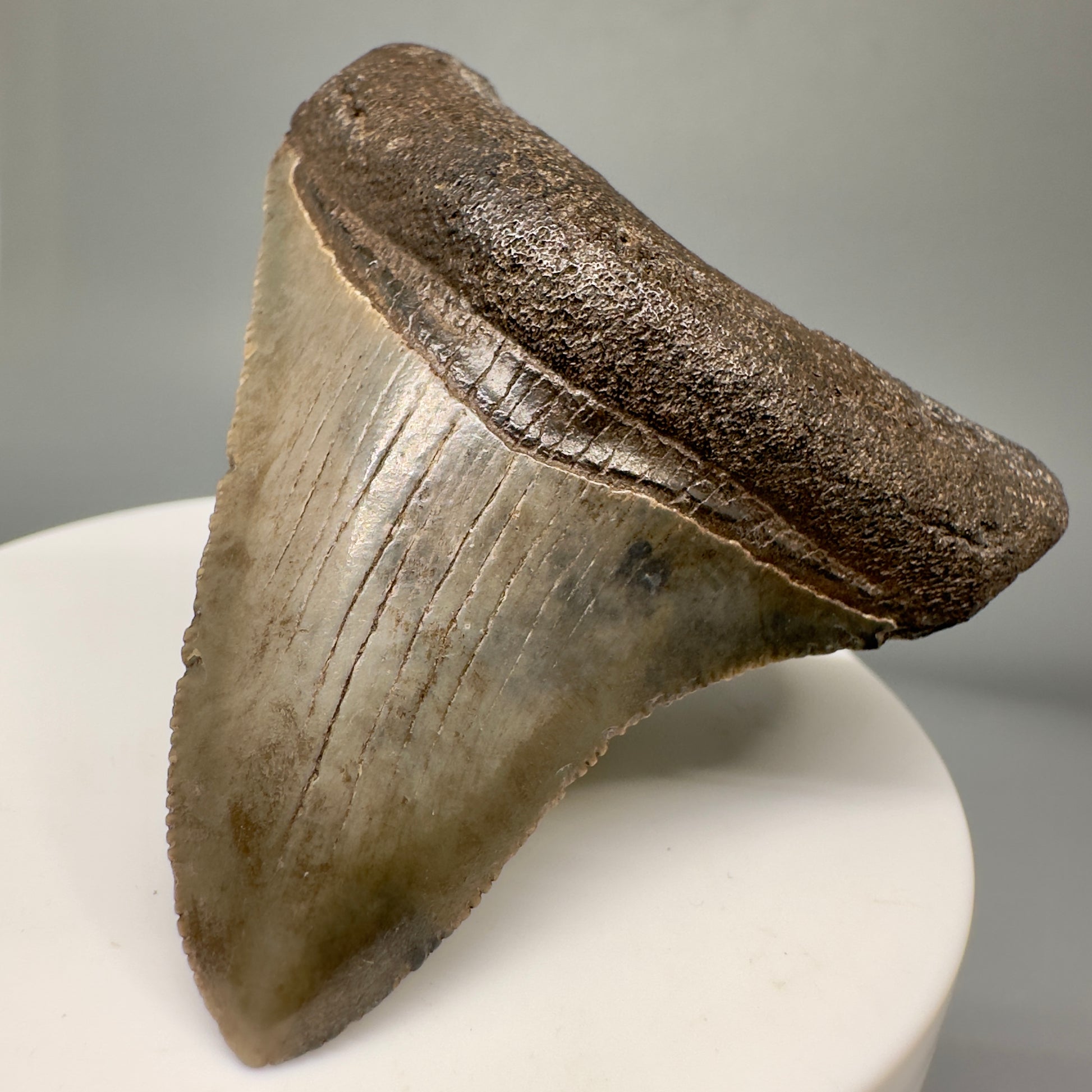 Authentic 2.49" Megalodon Tooth Fossil - Southeastern Georgia CM5015 - Front Left