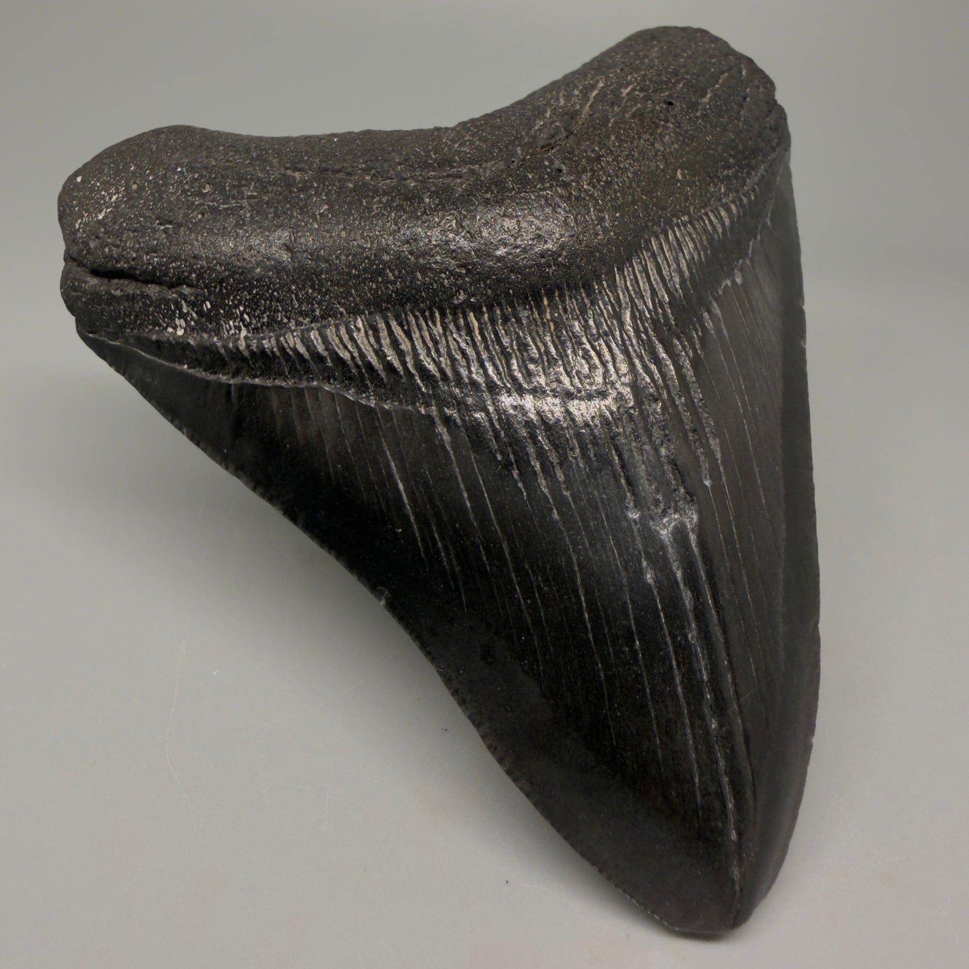Front Left View 4.00" Fossil Megalodon Tooth – Authentic Carcharocles megalodon Tooth from South Carolina CM5427 