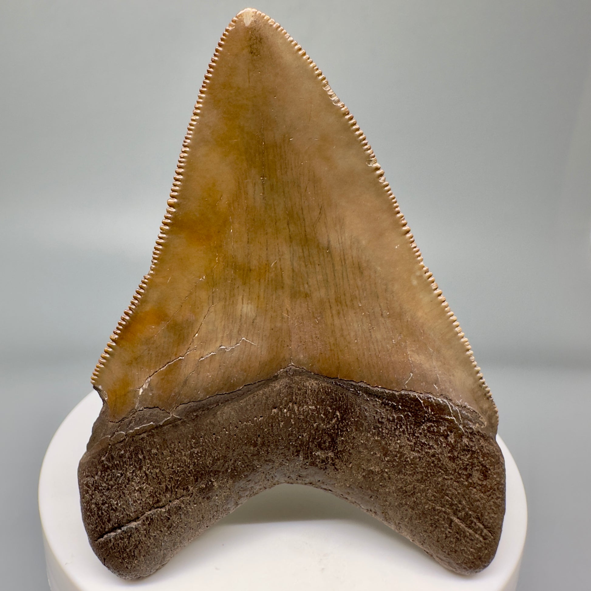 Brown, sharply serrated 2.77" Sharply Serrated Megalodon Tooth Fossil - Georgia CM5016 - Back