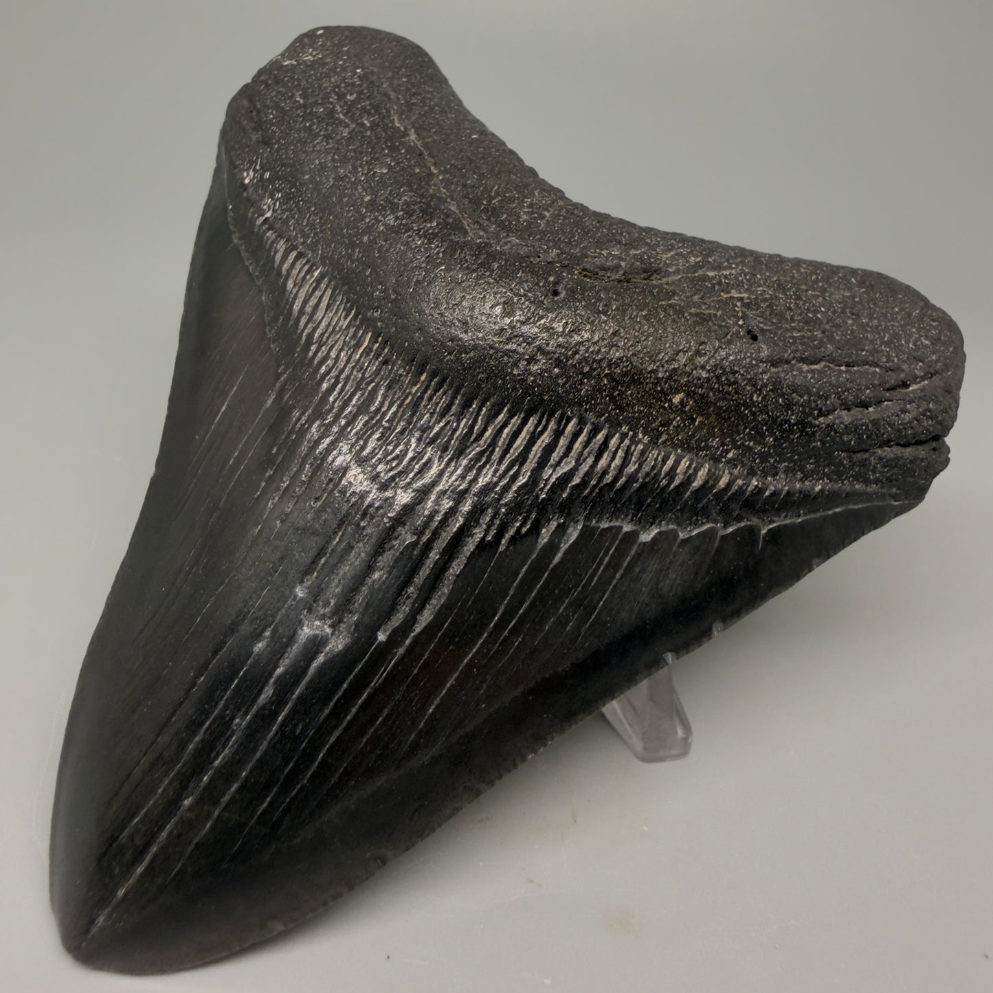 Front Right View 4.00" Fossil Megalodon Tooth – Authentic Carcharocles megalodon Tooth from South Carolina CM5427 