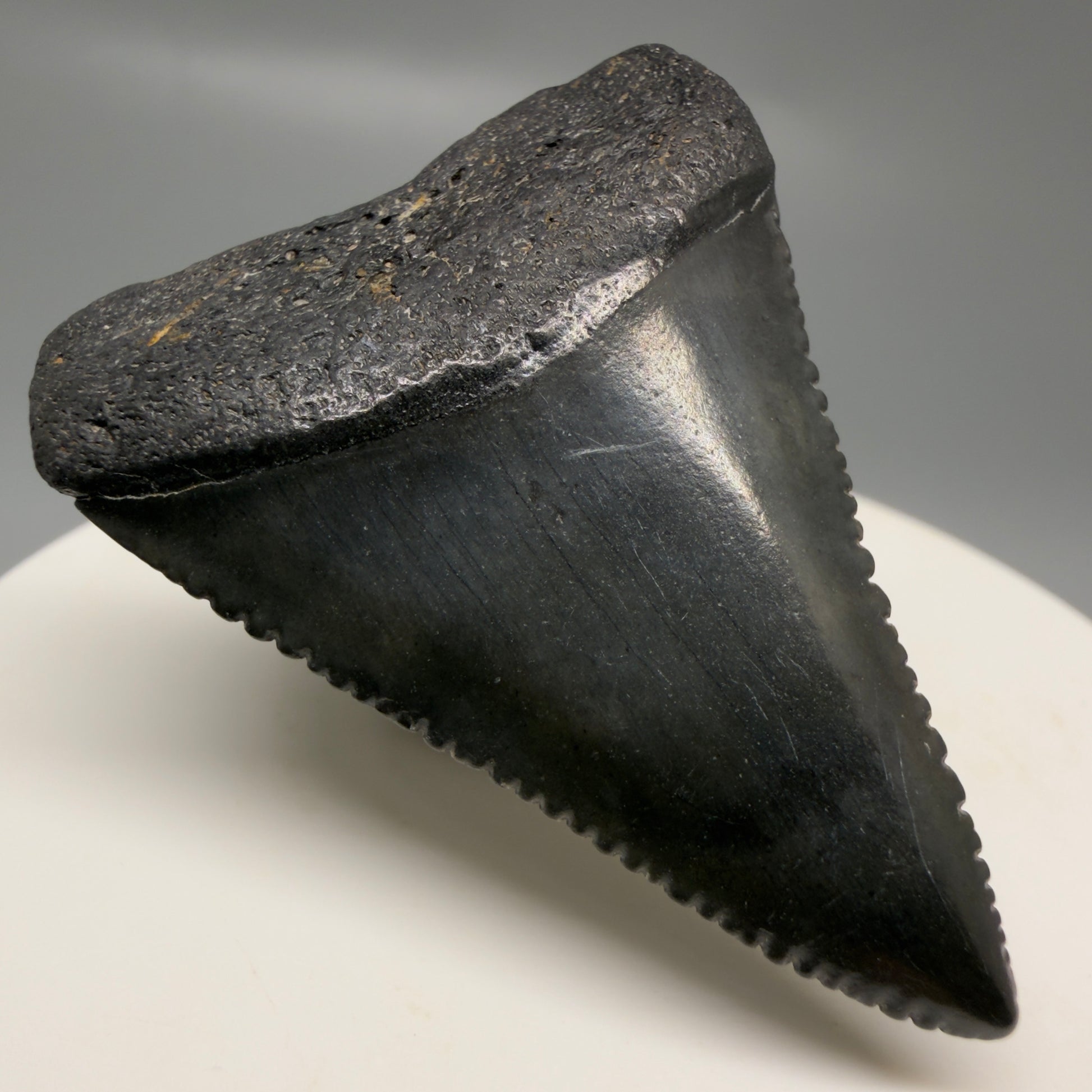 Front Left View Gorgeous dark colors, serrated 1.81" Fossil Great White Shark Tooth - South Carolina GW1326