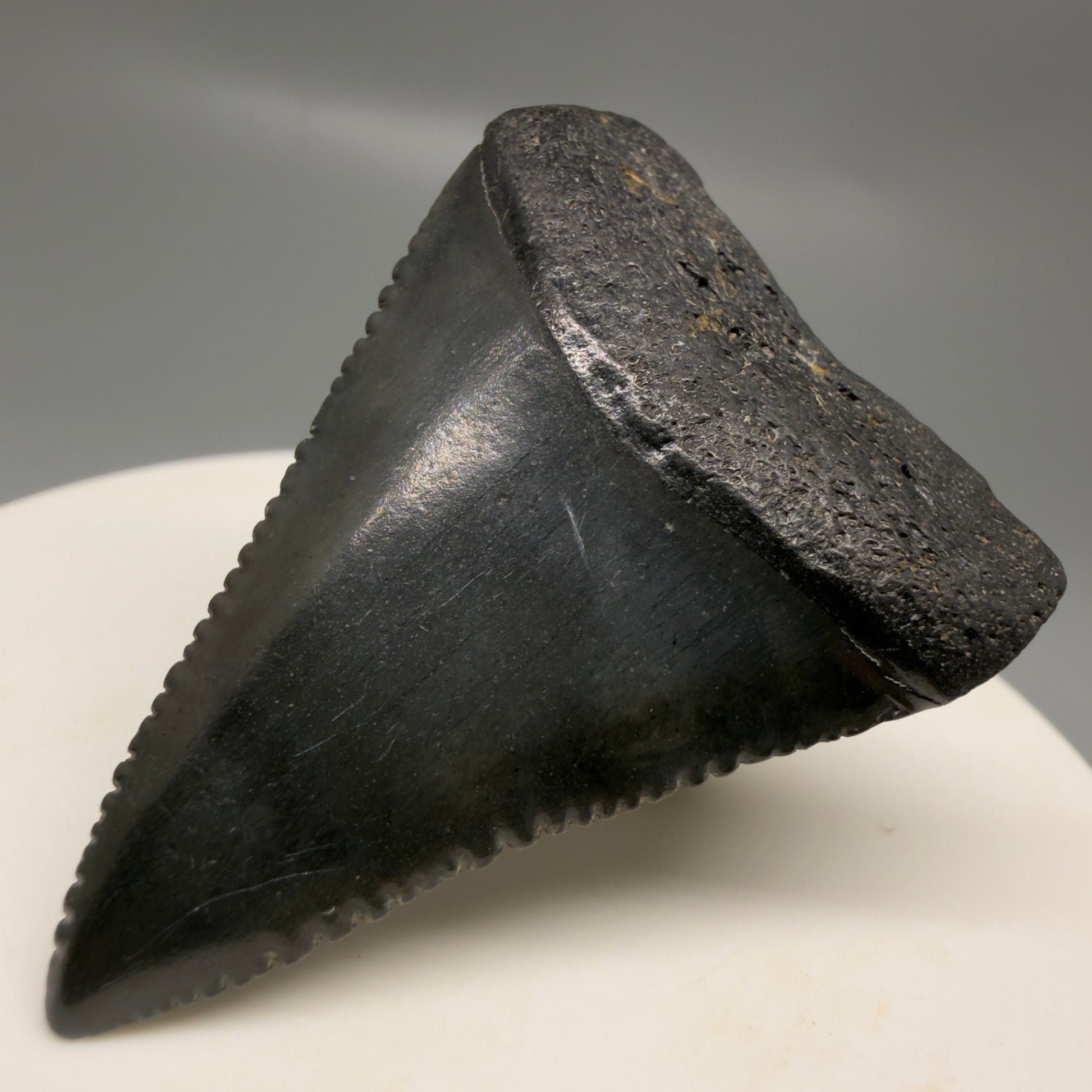 Front Right View Gorgeous dark colors, serrated 1.81" Fossil Great White Shark Tooth - South Carolina GW1326