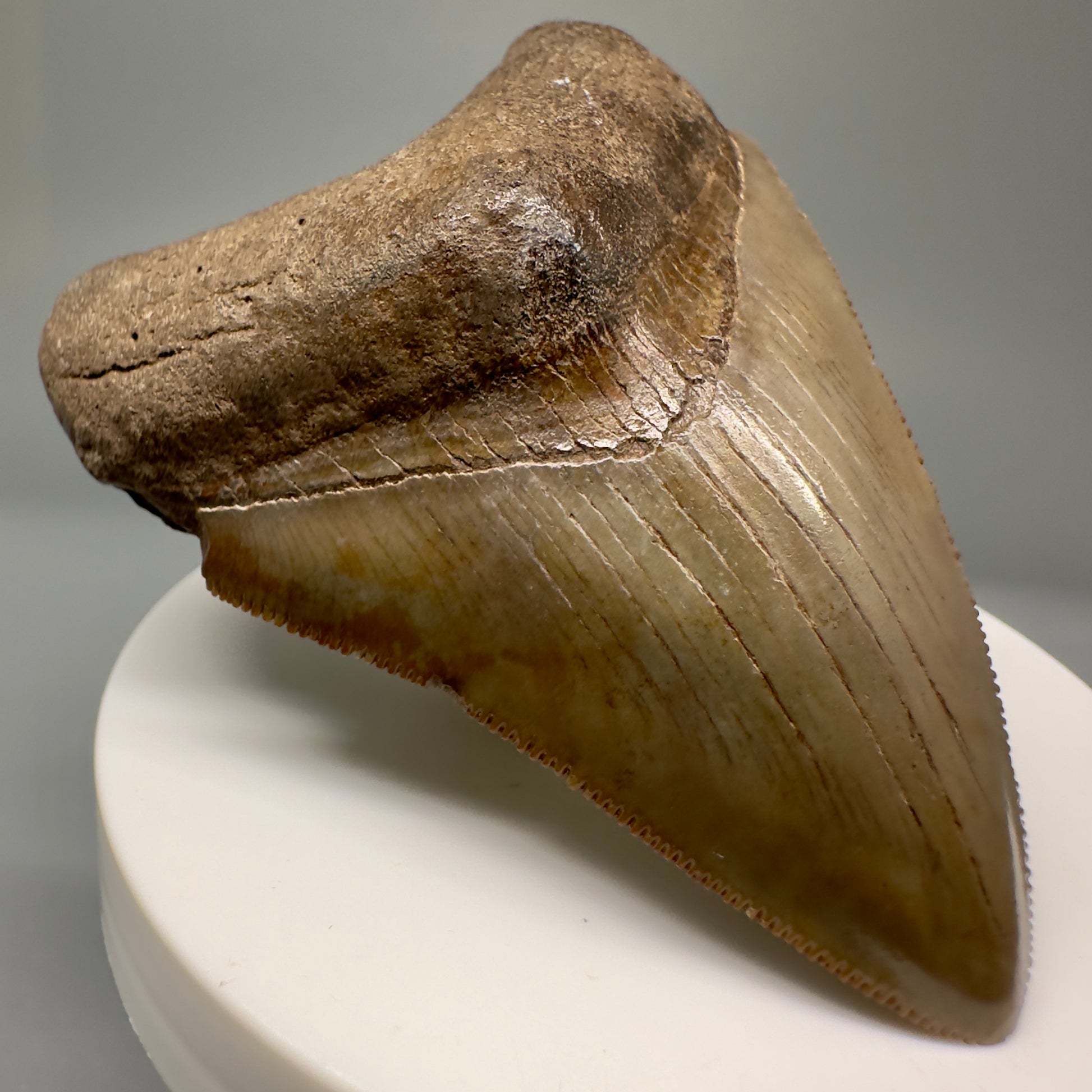 Brown, sharply serrated 2.77" Sharply Serrated Megalodon Tooth Fossil - Georgia CM5016 - Front Right