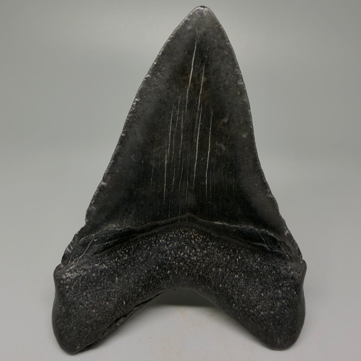 Back View 4.18" Fossil Megalodon Tooth – Authentic Carcharocles megalodon Tooth from South Carolina CM5428 