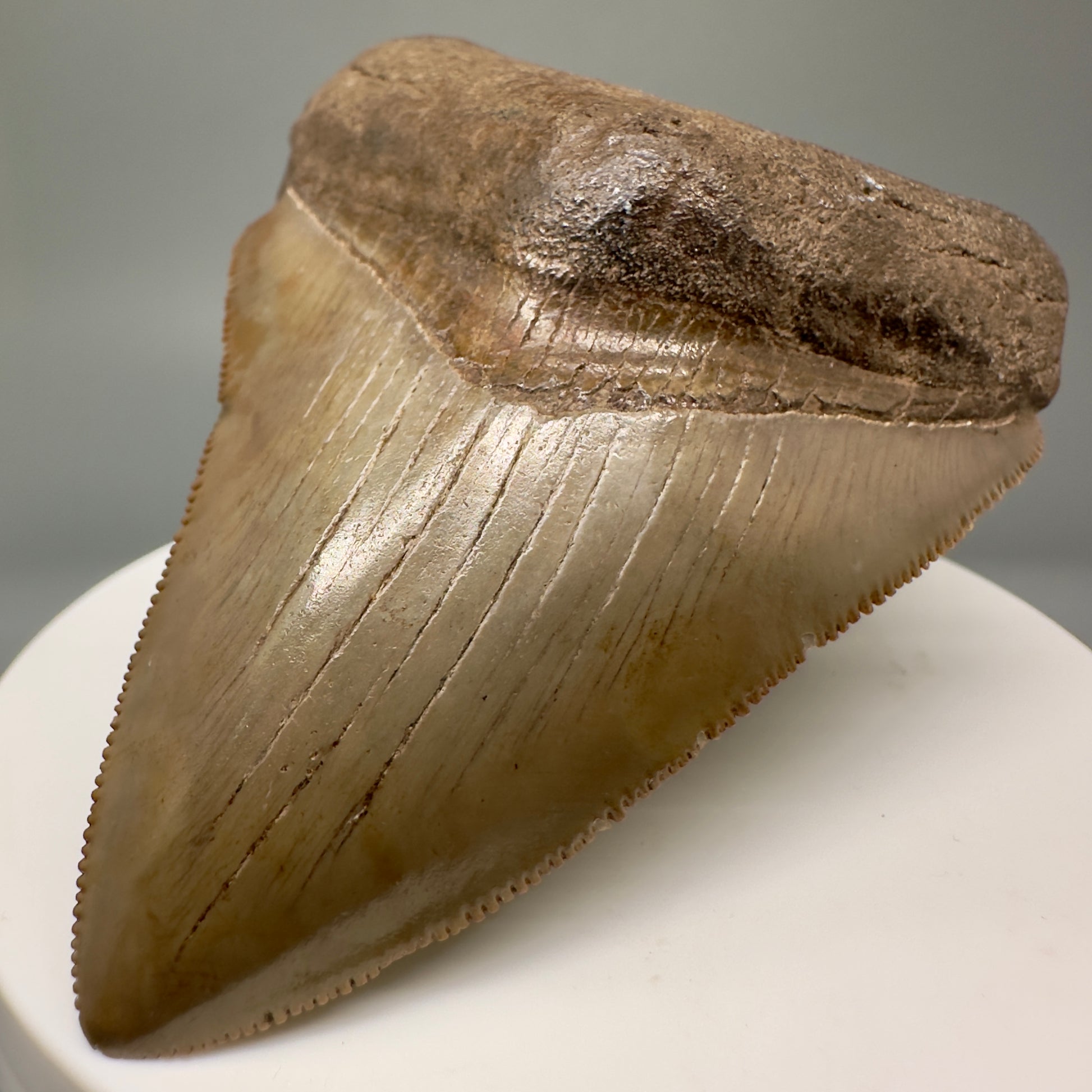 Brown, sharply serrated 2.77" Sharply Serrated Megalodon Tooth Fossil - Georgia CM5016 - Front Left