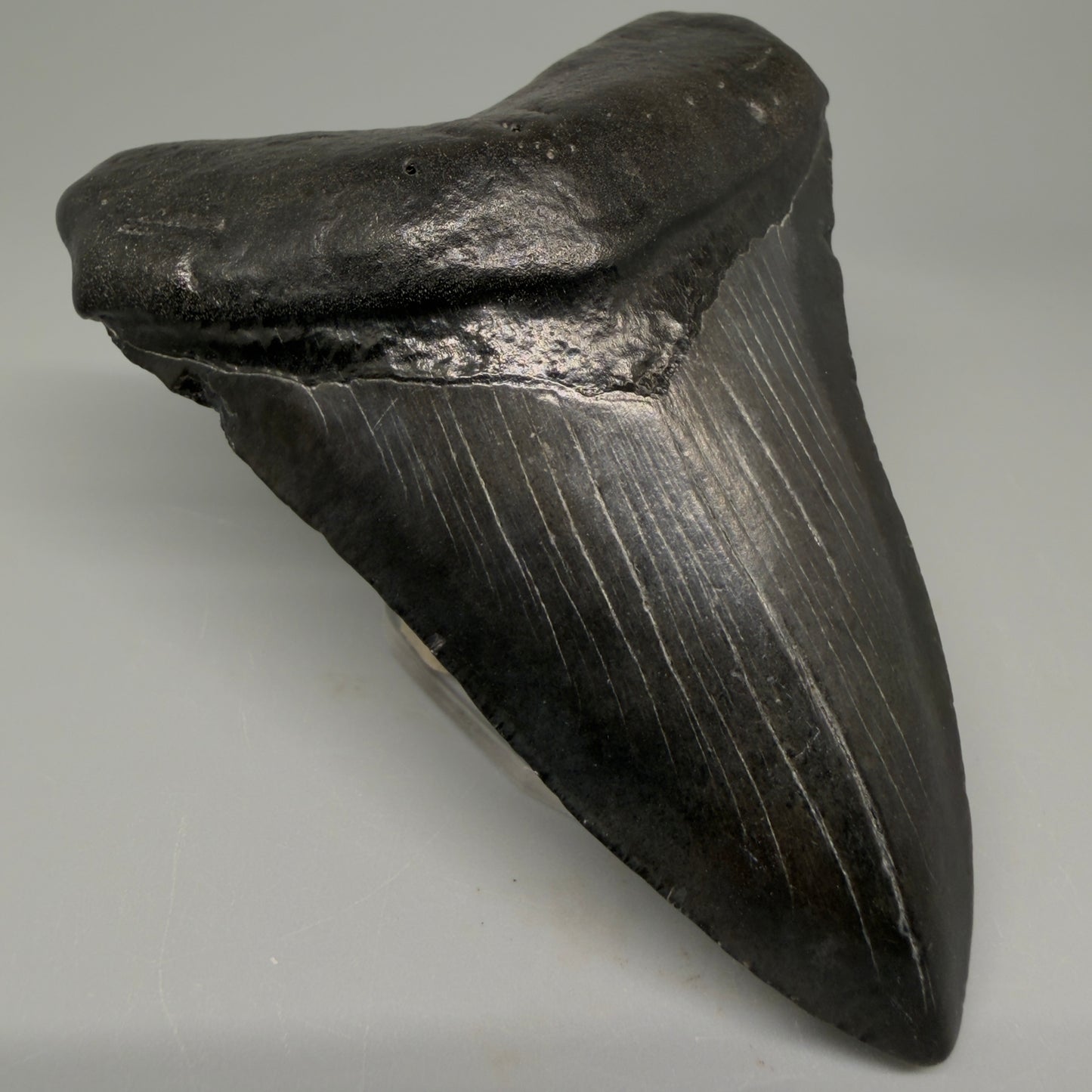 Front Left View 4.18" Fossil Megalodon Tooth – Authentic Carcharocles megalodon Tooth from South Carolina CM5428 
