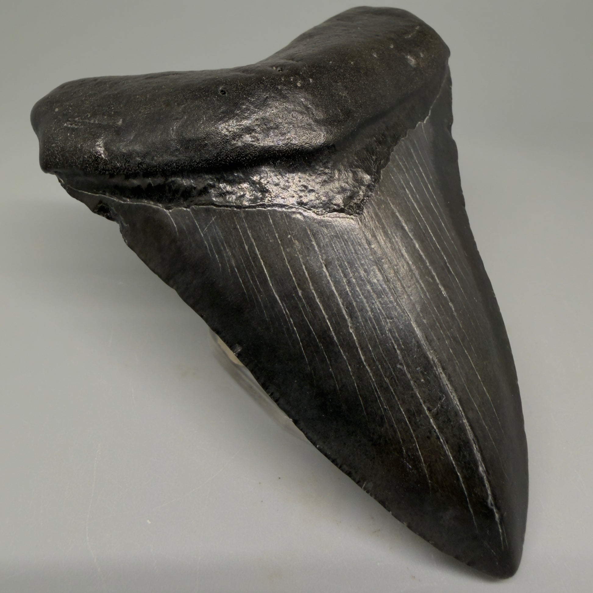 Front Left View 4.18" Fossil Megalodon Tooth – Authentic Carcharocles megalodon Tooth from South Carolina CM5428 
