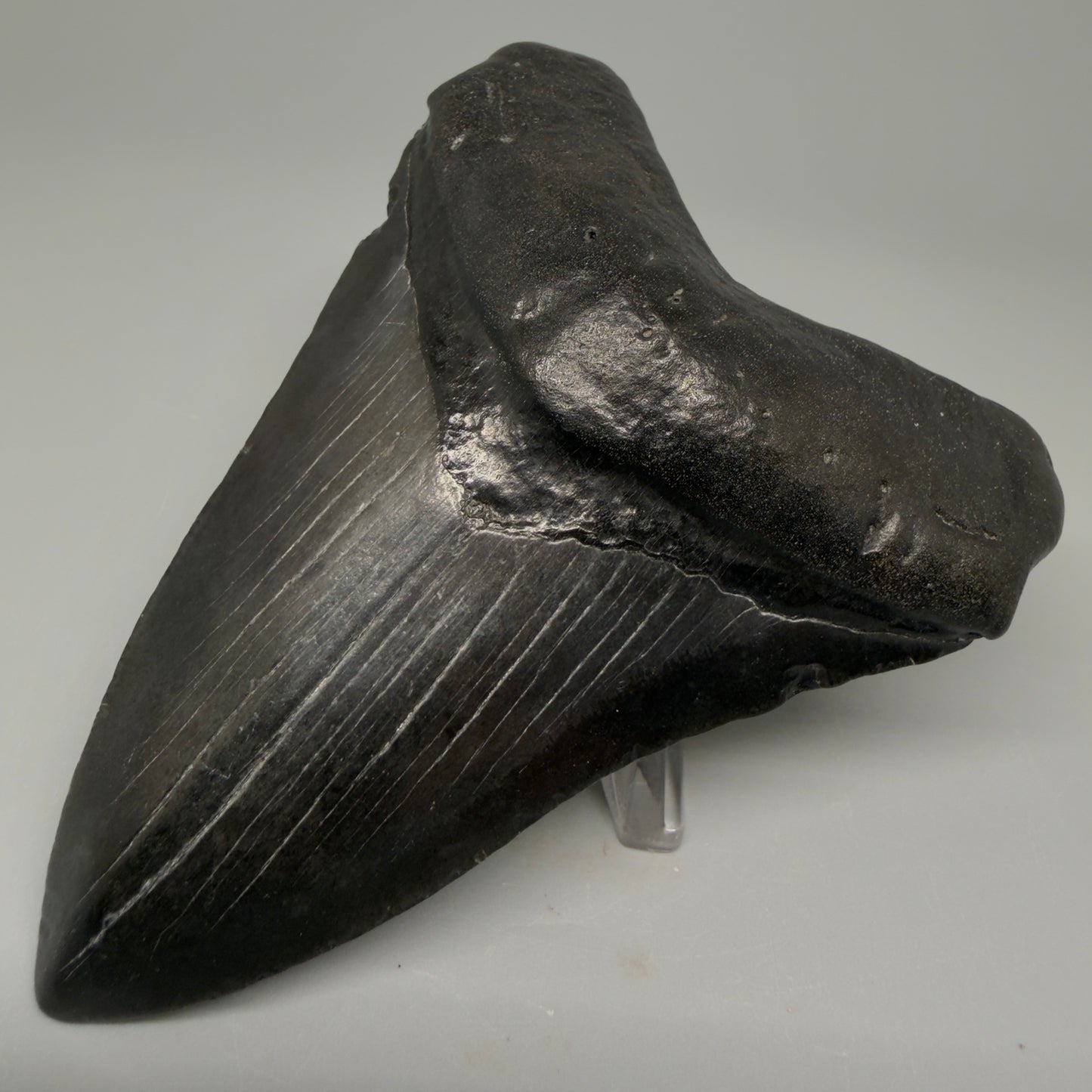 Front Right View 4.18" Fossil Megalodon Tooth – Authentic Carcharocles megalodon Tooth from South Carolina CM5428 