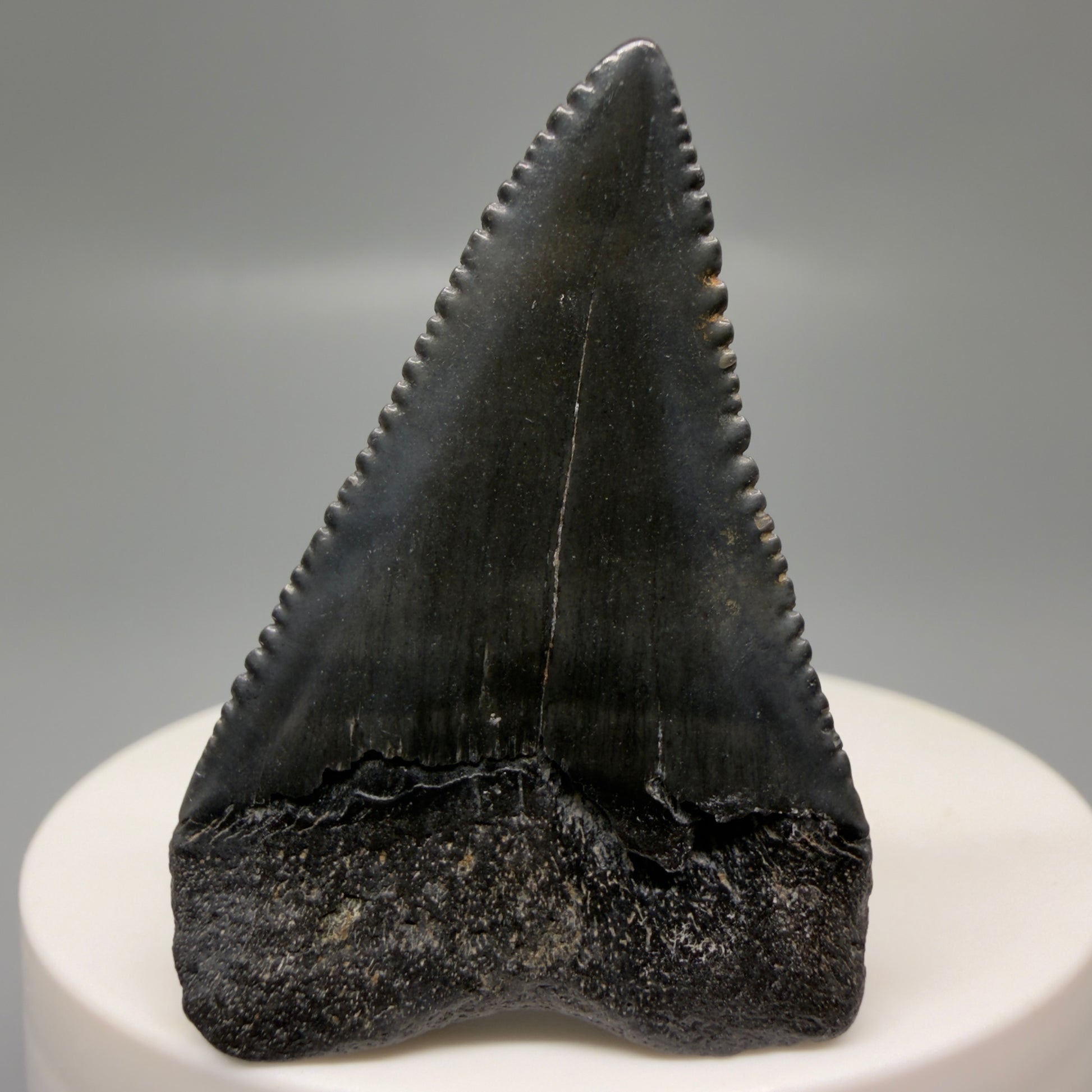 Back View Gorgeous dark colors, serrated 1.81" Fossil Great White Shark Tooth - South Carolina GW1326
