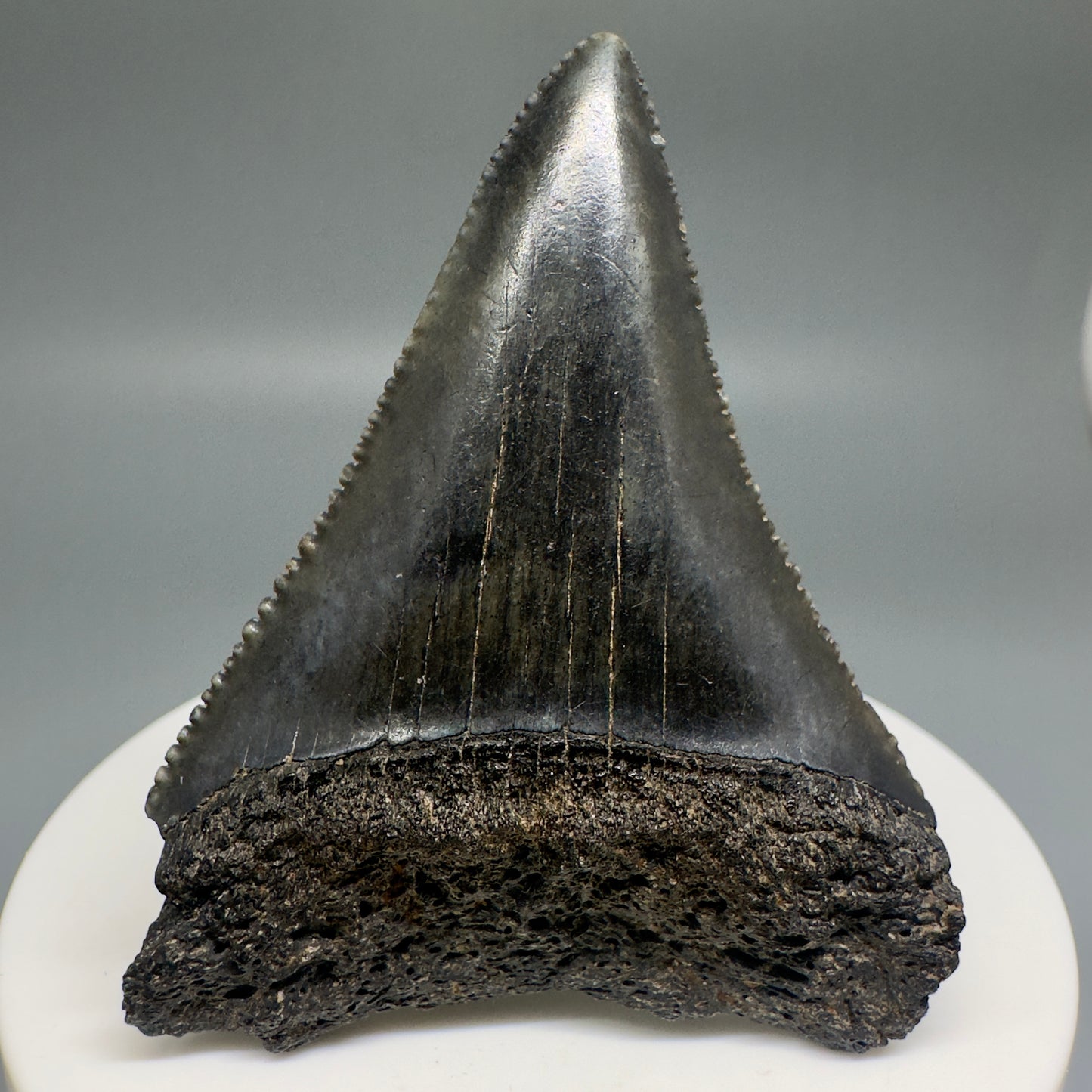 Dark colors, sharply serrated 2.32" Fossil Great White Shark Tooth - South Carolina GW1196 - Front
