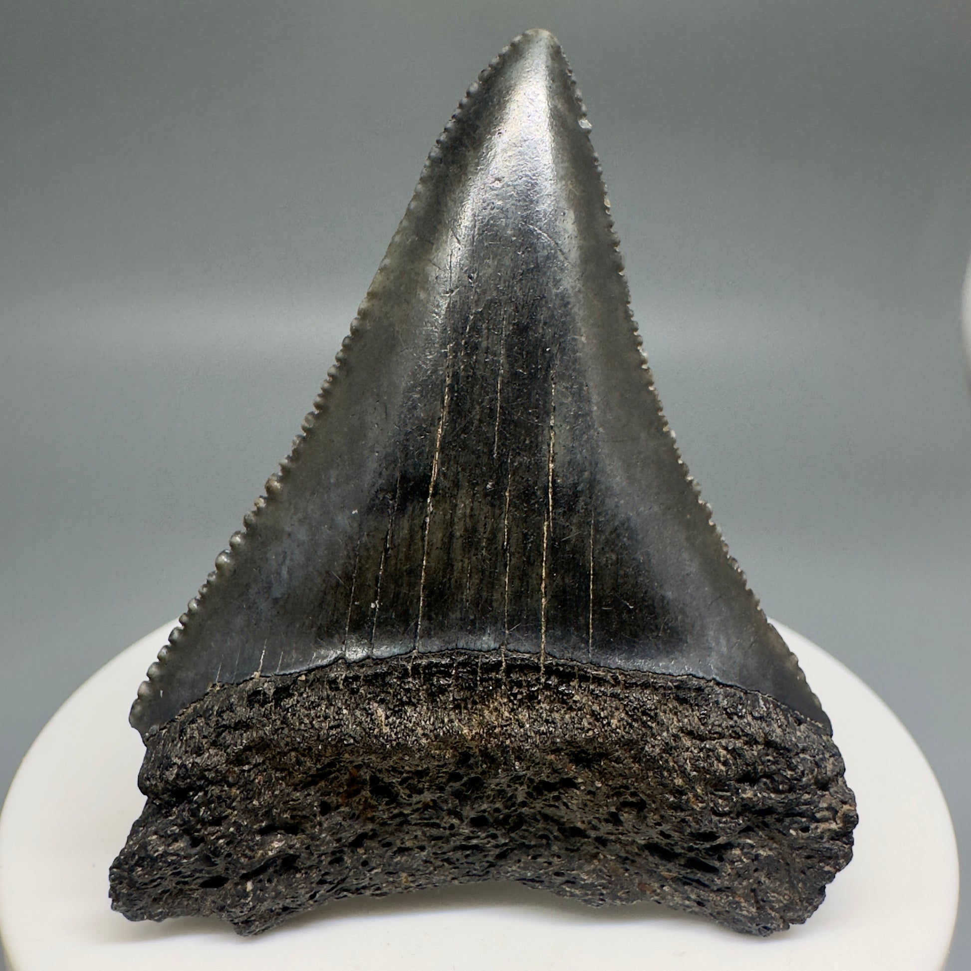 Dark colors, sharply serrated 2.32" Fossil Great White Shark Tooth - South Carolina GW1196 - Front