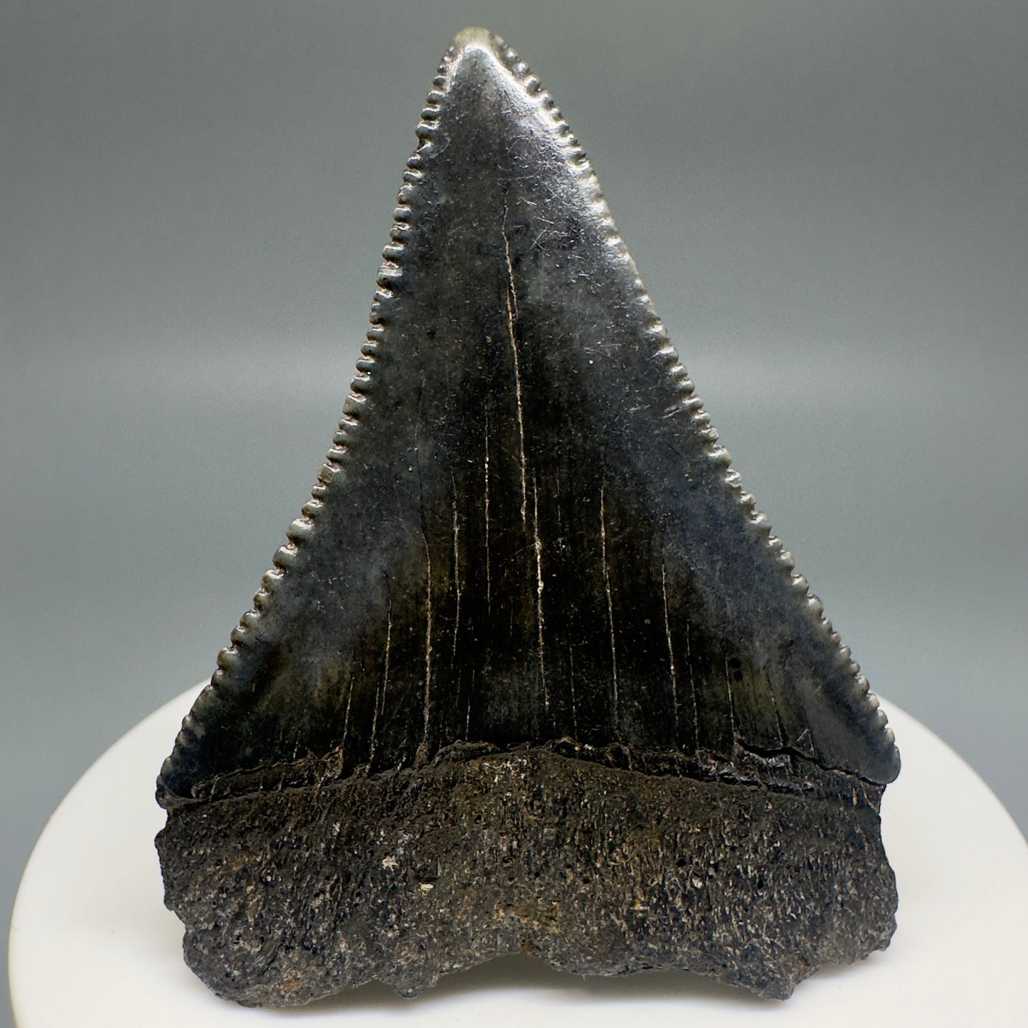 Dark colors, sharply serrated 2.32" Fossil Great White Shark Tooth - South Carolina GW1196 - Back