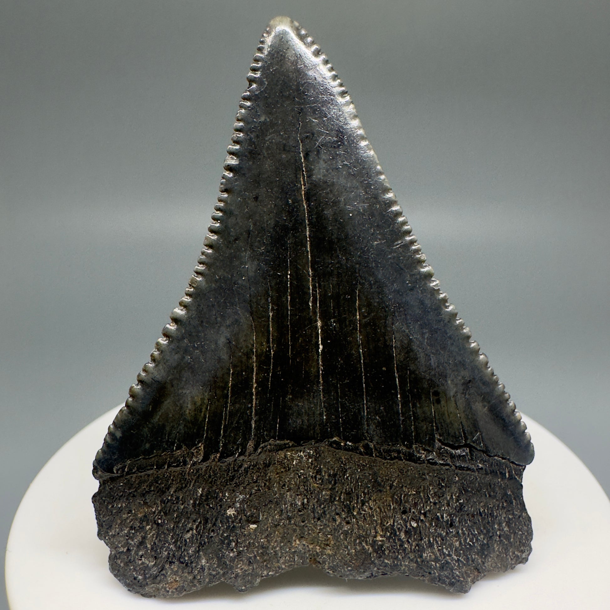 Dark colors, sharply serrated 2.32" Fossil Great White Shark Tooth - South Carolina GW1196 - Back