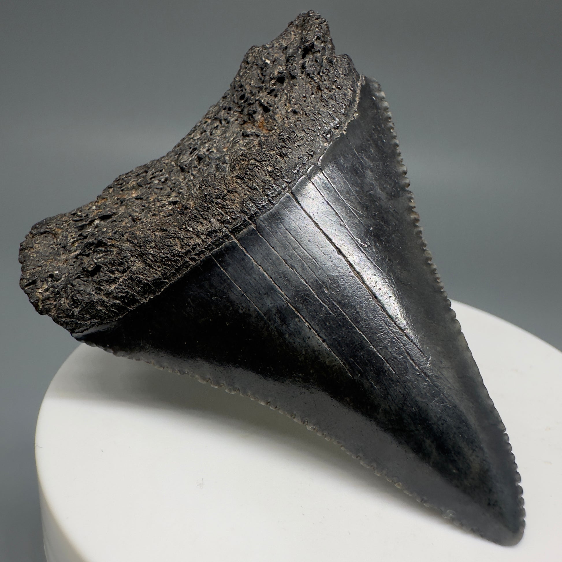 Dark colors, sharply serrated 2.32" Fossil Great White Shark Tooth - South Carolina GW1196 - Front Left