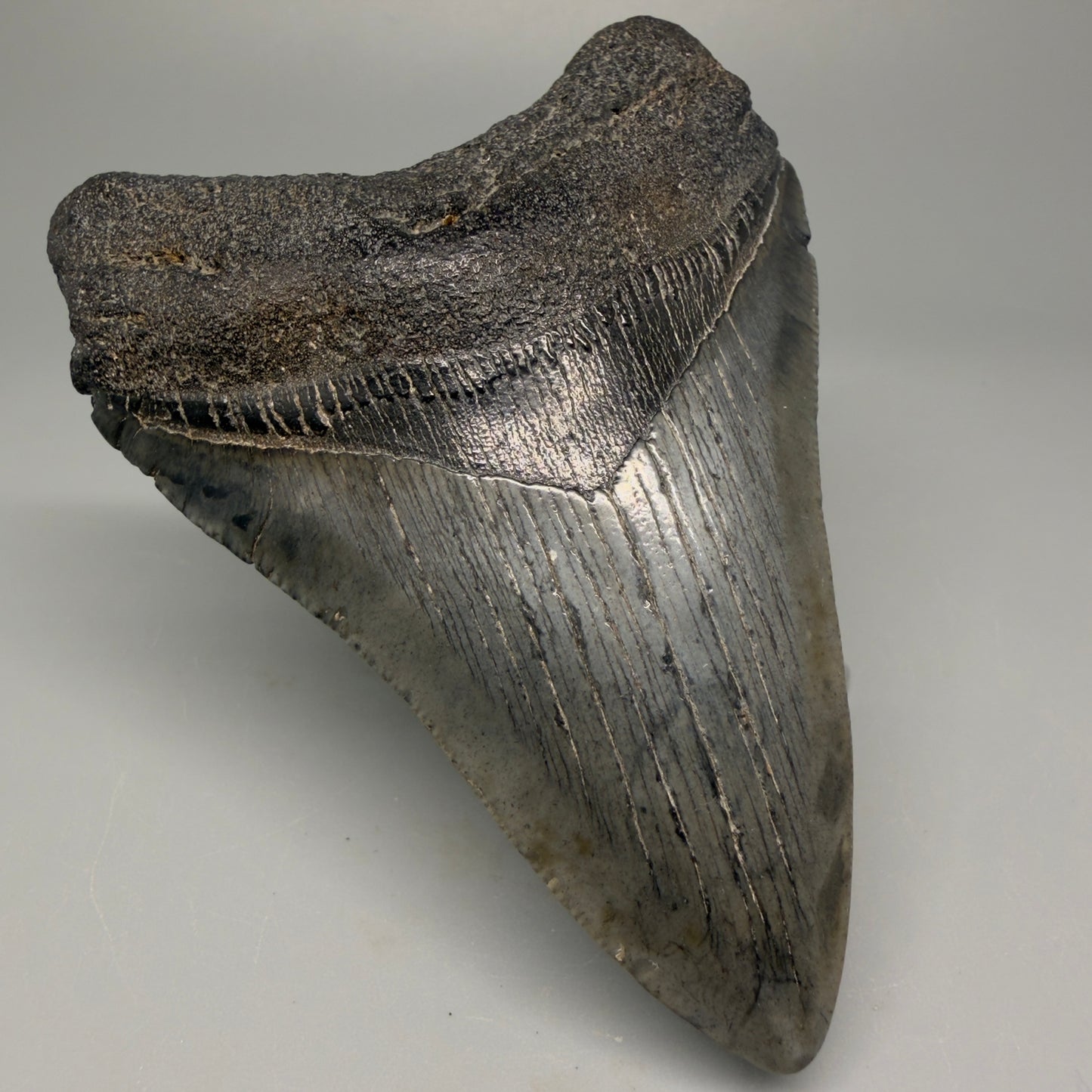 Front Left View 4.03" Fossil Megalodon Tooth – Authentic Carcharocles megalodon Tooth from South Carolina CM5426 