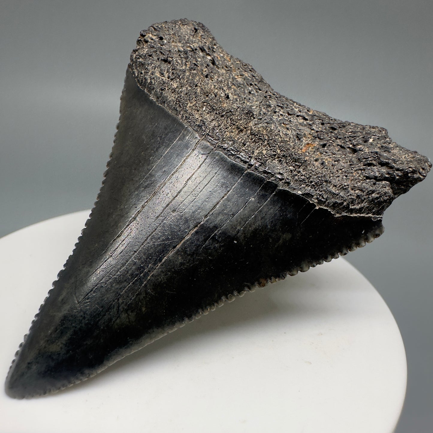 Dark colors, sharply serrated 2.32" Fossil Great White Shark Tooth - South Carolina GW1196 - Front Right