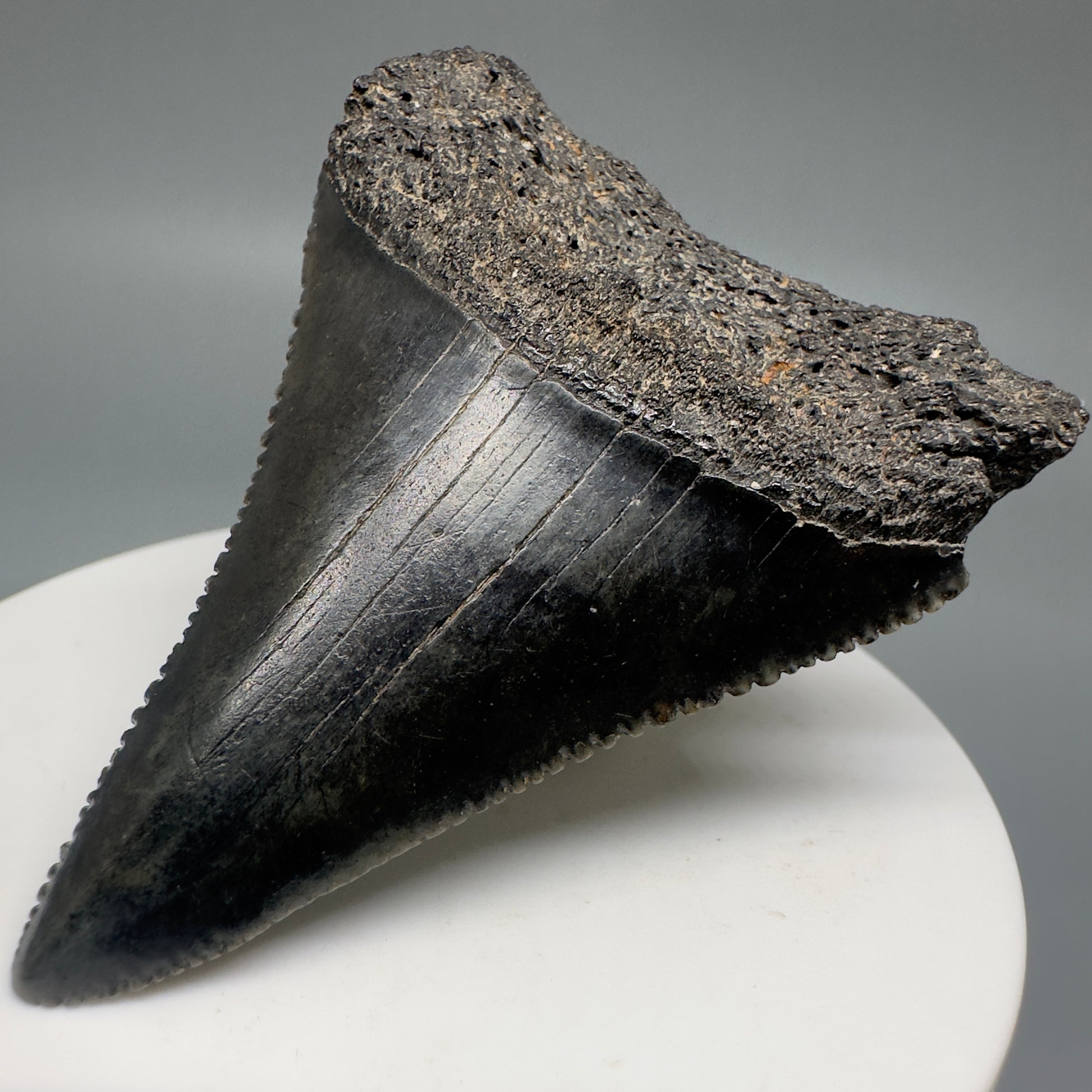 Dark colors, sharply serrated 2.32" Fossil Great White Shark Tooth - South Carolina GW1196 - Front Right