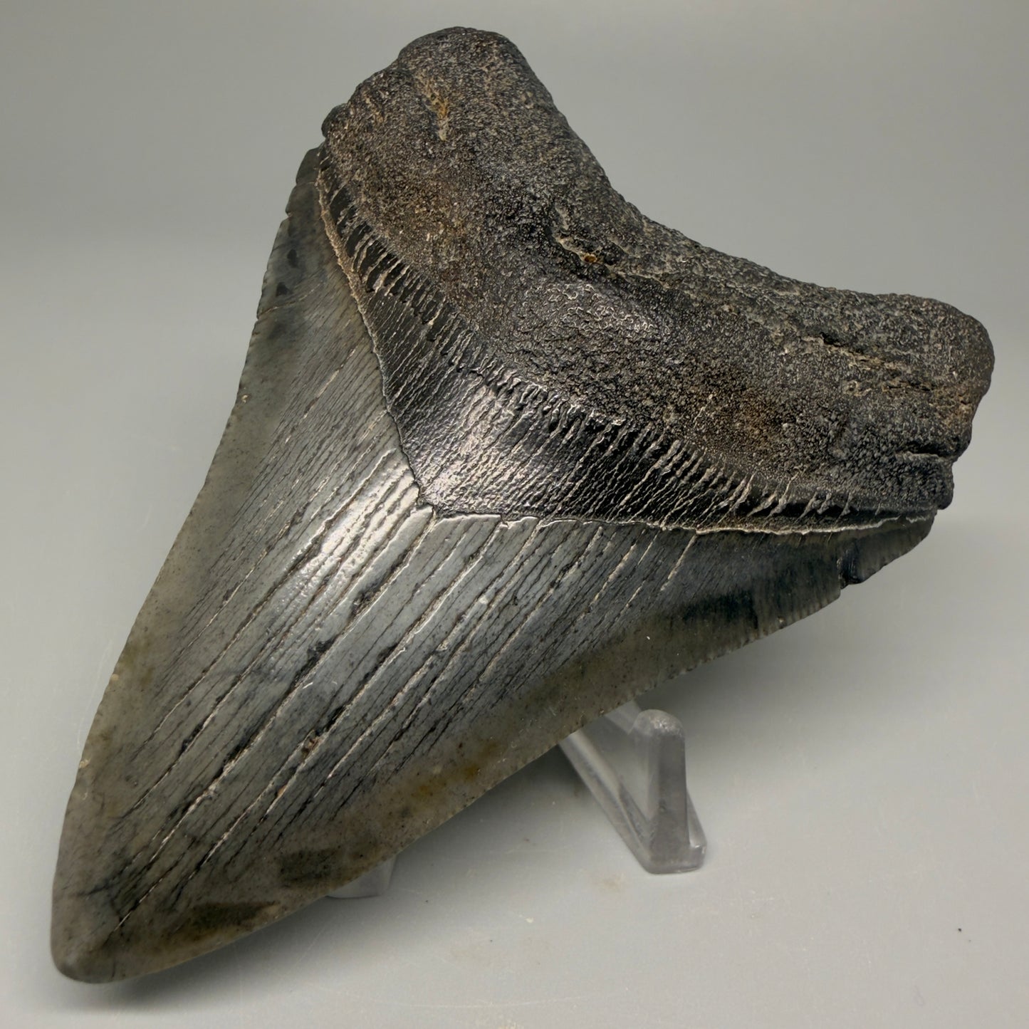 Front Right  View 4.03" Fossil Megalodon Tooth – Authentic Carcharocles megalodon Tooth from South Carolina CM5426 