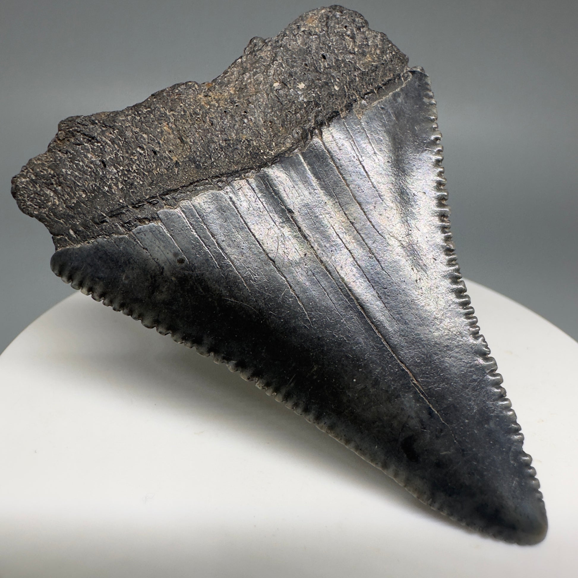 Dark colors, sharply serrated 2.32" Fossil Great White Shark Tooth - South Carolina GW1196 - Back Left