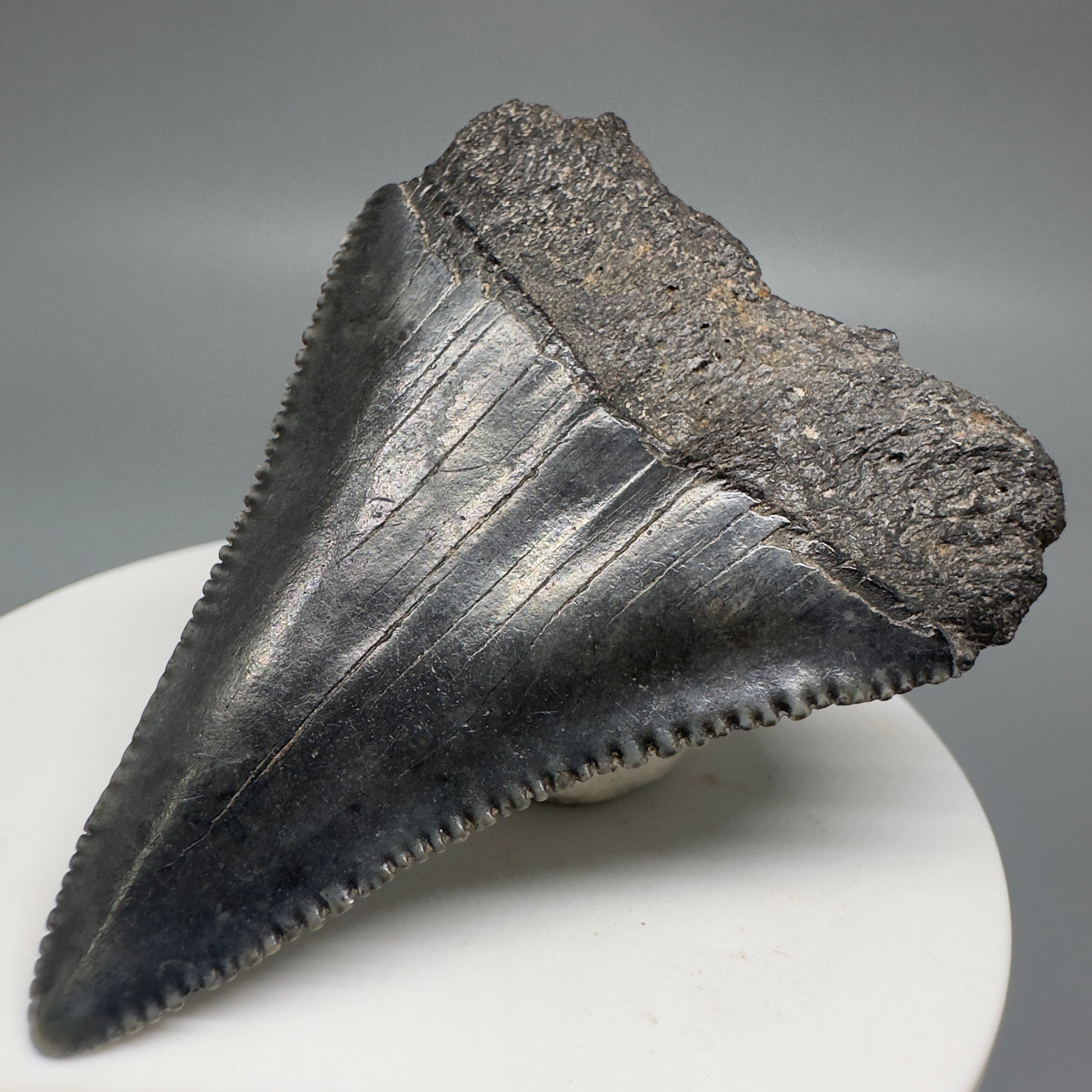 Dark colors, sharply serrated 2.32" Fossil Great White Shark Tooth - South Carolina GW1196 - Back Right