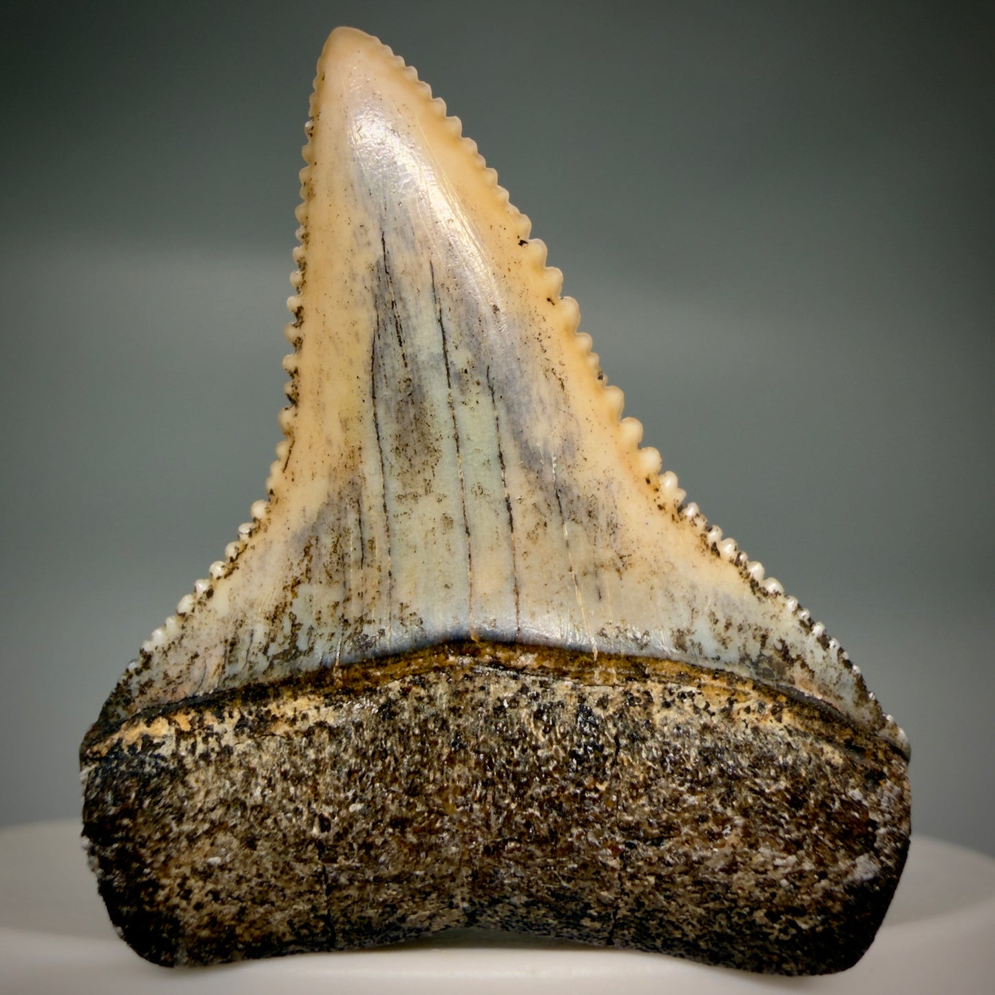 Front View Outstanding, collector's quality 1.56" long Fossil Great White Tooth from the deserts of Peru GW1319