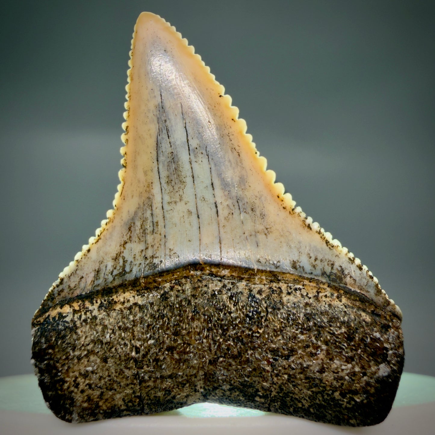Front View Outstanding, collector's quality 1.56" long Fossil Great White Tooth from the deserts of Peru GW1319 - 3