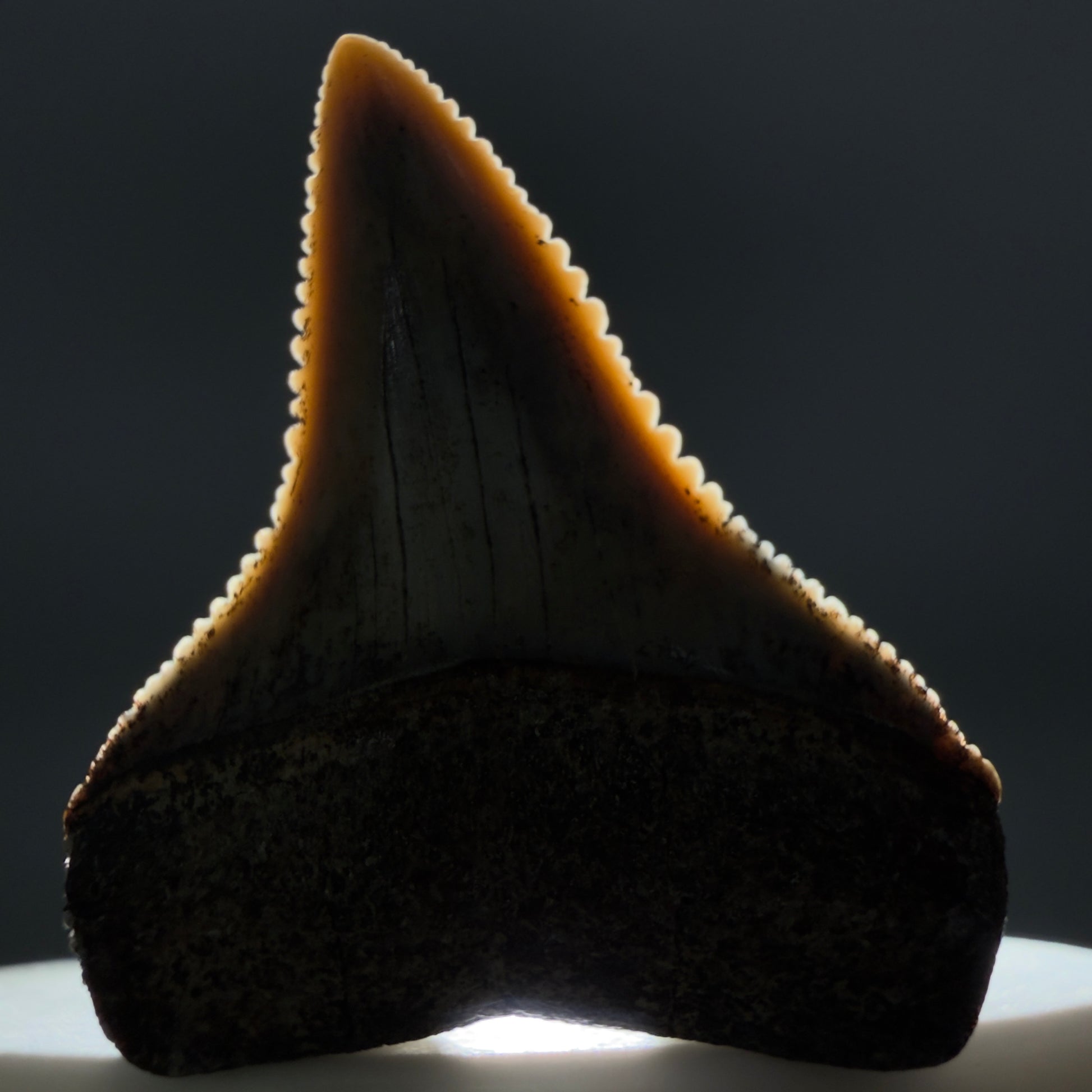 Front View Outstanding, collector's quality 1.56" long Fossil Great White Tooth from the deserts of Peru GW1319 - 2