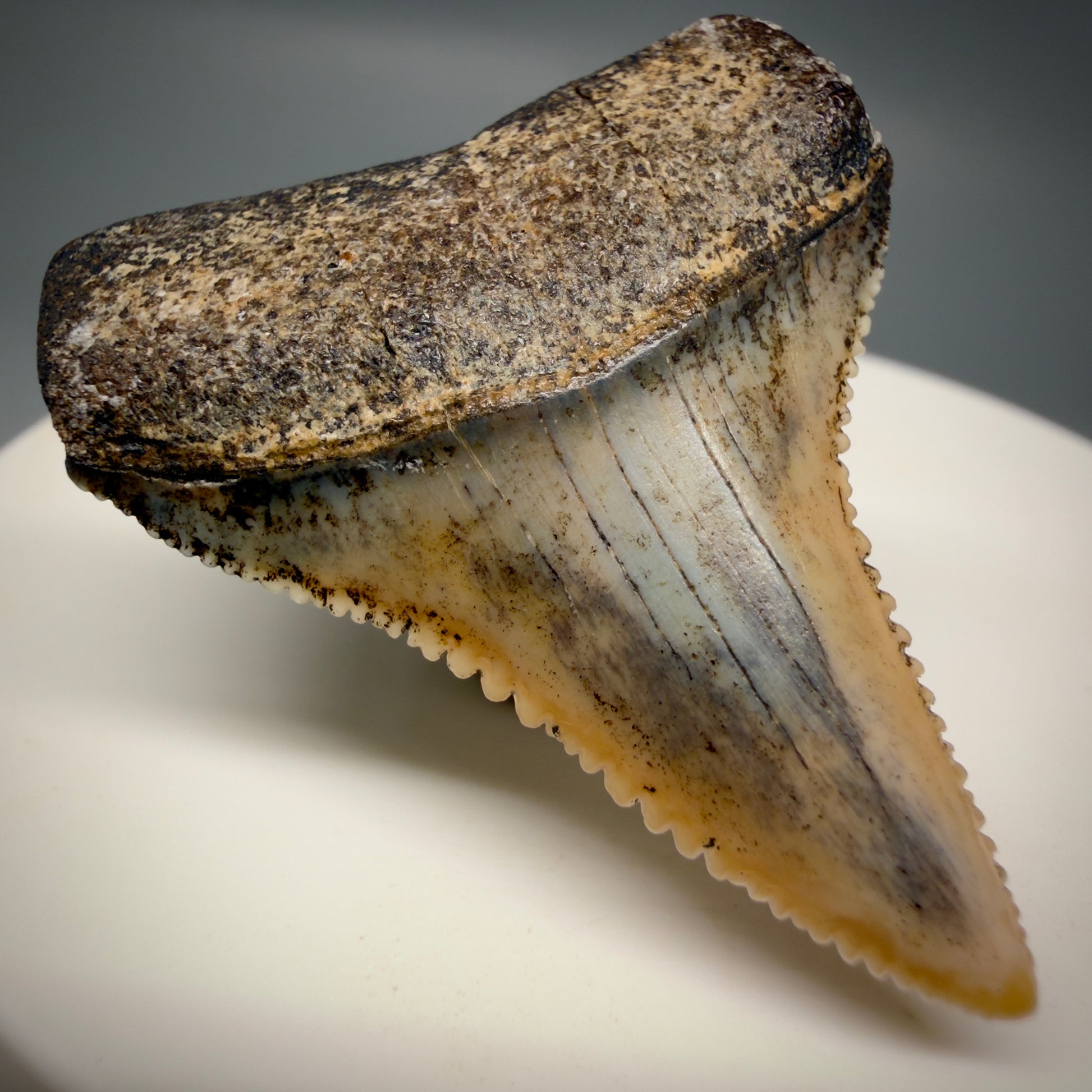 Front Left View Outstanding, collector's quality 1.56" long Fossil Great White Tooth from the deserts of Peru GW1319