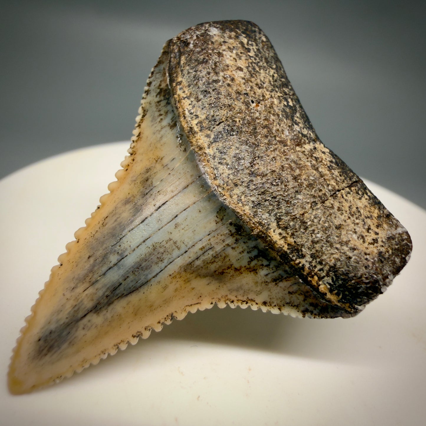 Front Right View Outstanding, collector's quality 1.56" long Fossil Great White Tooth from the deserts of Peru GW1319