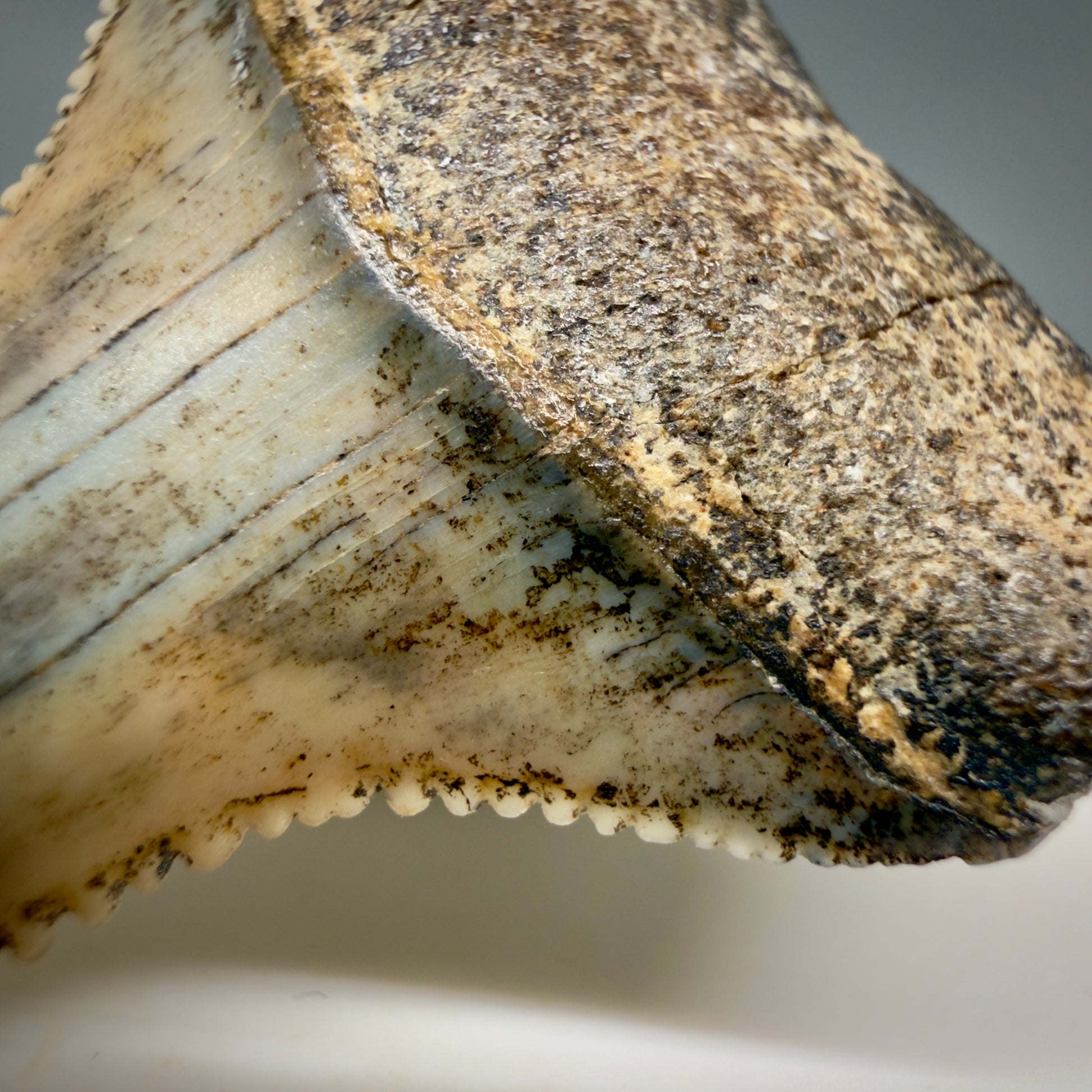 Front Detail View Outstanding, collector's quality 1.56" long Fossil Great White Tooth from the deserts of Peru GW1319