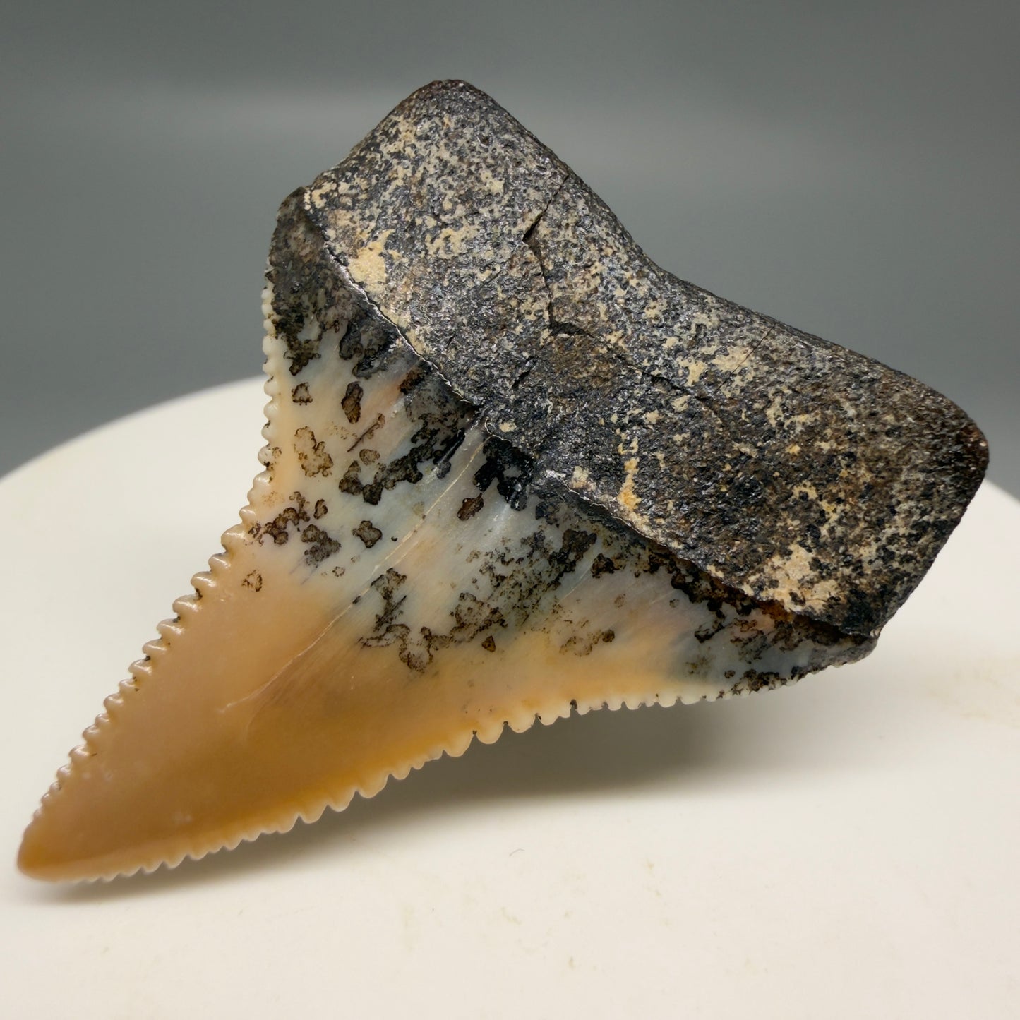 Back Right View Outstanding, collector's quality 1.56" long Fossil Great White Tooth from the deserts of Peru GW1319