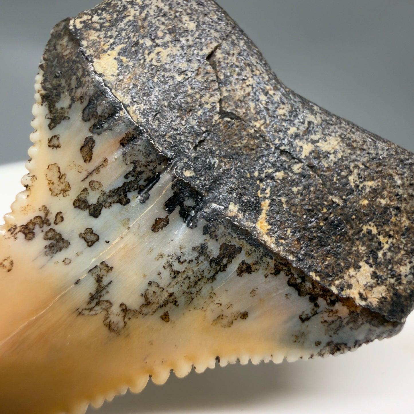 Back Detail View Outstanding, collector's quality 1.56" long Fossil Great White Tooth from the deserts of Peru GW1319