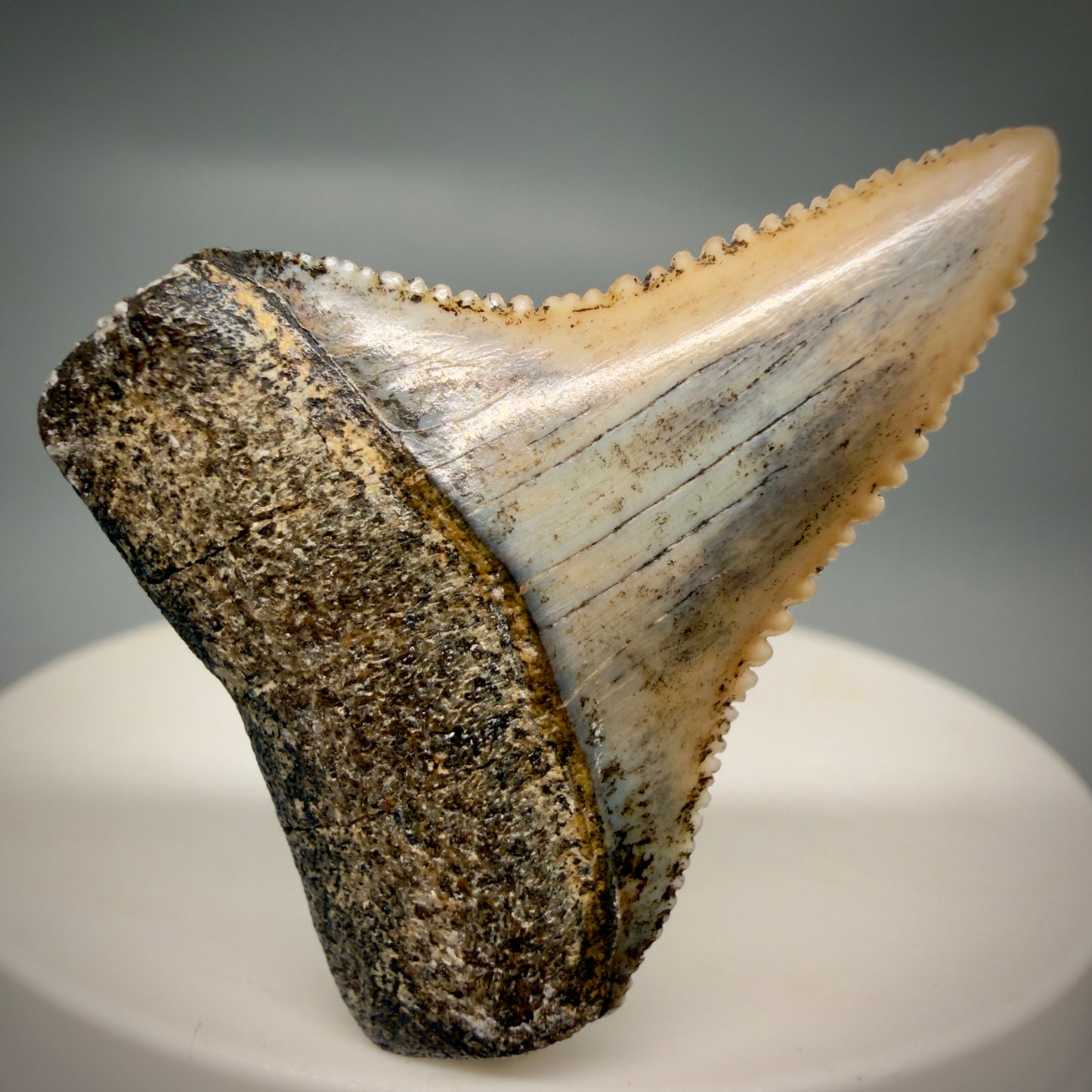 Front View Outstanding, collector's quality 1.56" long Fossil Great White Tooth from the deserts of Peru GW1319 - 1