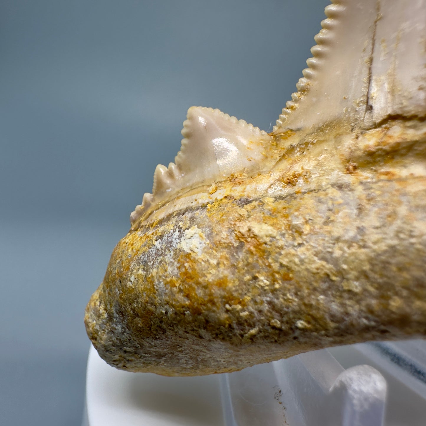 Large 3.61" Fossil Carcharocles sokolowi (auriculatus) Shark Tooth - Western Sahara AU387 - Left Cusp Detail