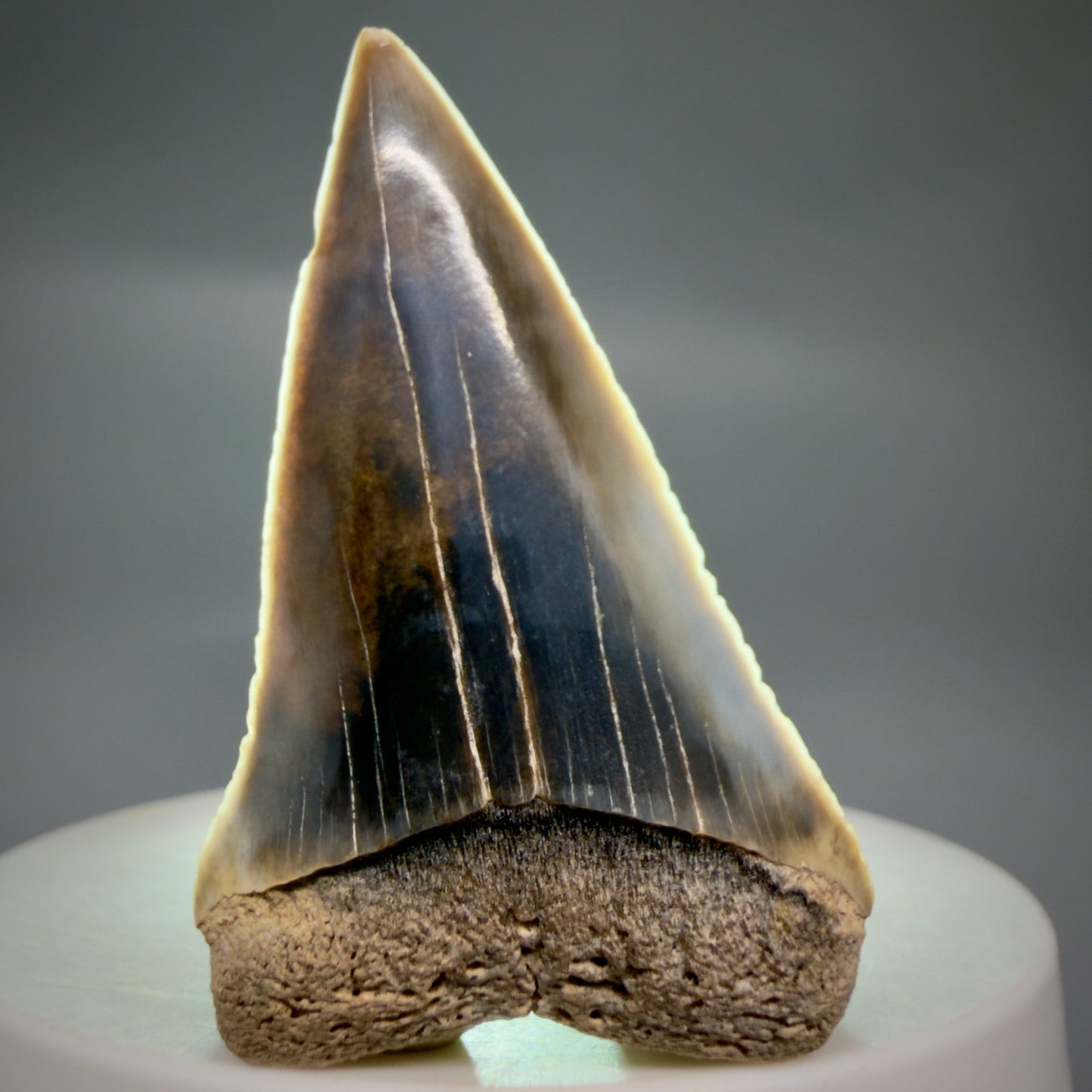 Front View Stunning, colorful 1.99" long Fossil Transitional Great White - Carcharodon hubbelli Tooth from Peru | Fossil for Sale GW1321 - 2