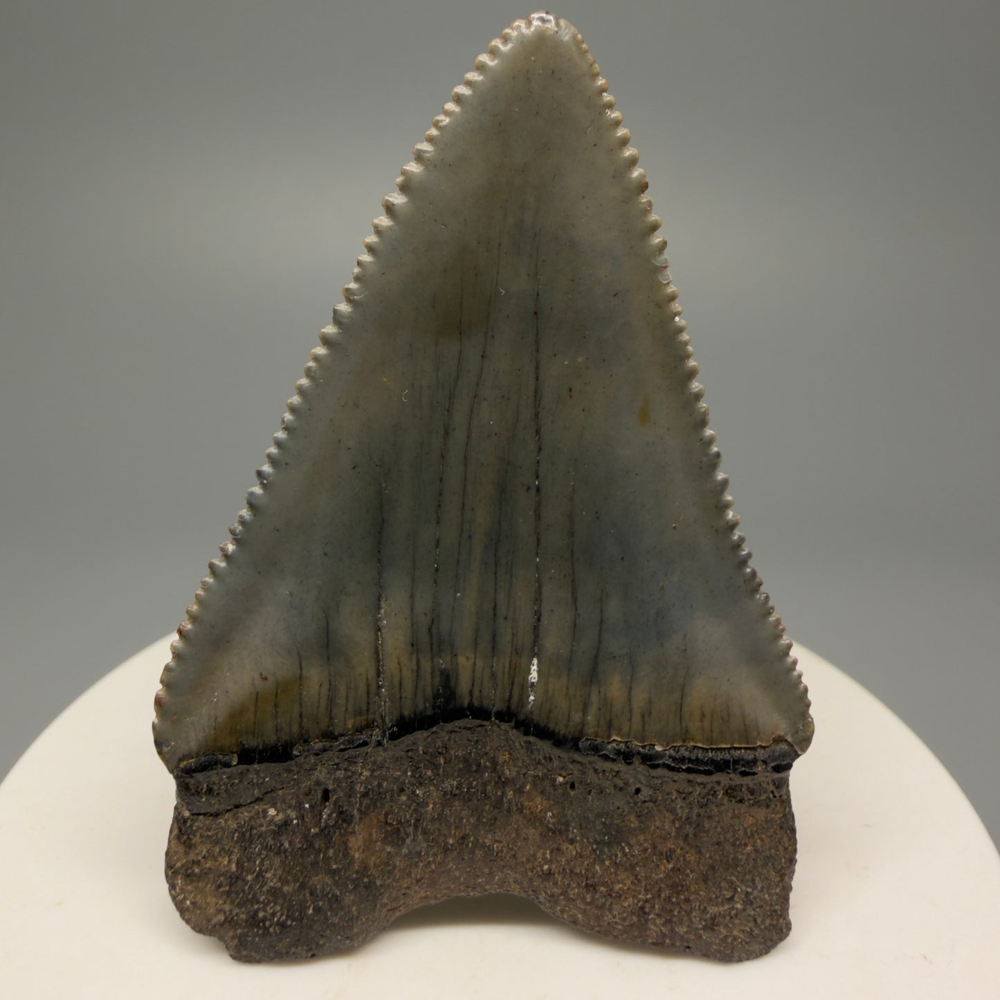 Back View Outstanding large size, sharply serrated 2.29" Fossil Great White Tooth for Sale GW1245 