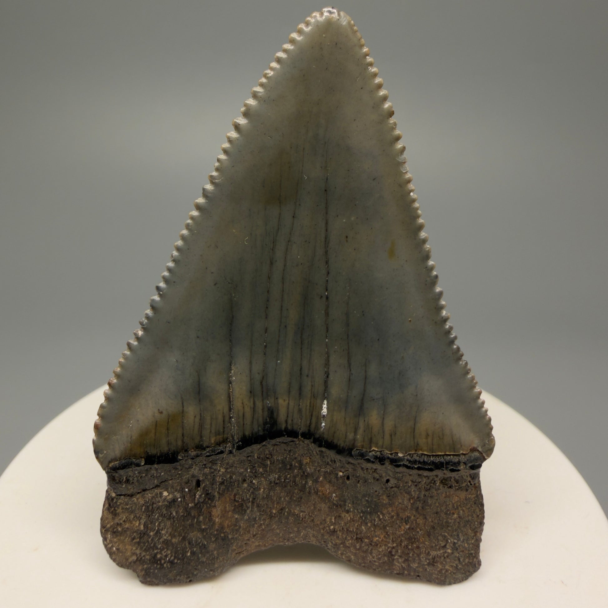Back View Outstanding large size, sharply serrated 2.29" Fossil Great White Tooth for Sale GW1245 