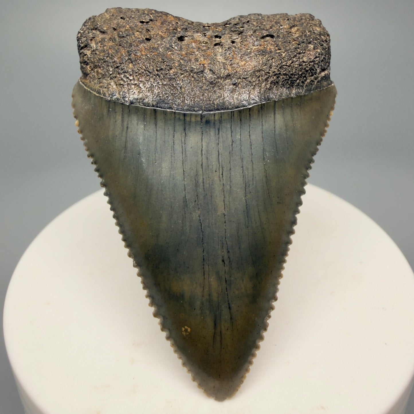 Front View Tip Down Outstanding large size, sharply serrated 2.29" Fossil Great White Tooth for Sale GW1245 