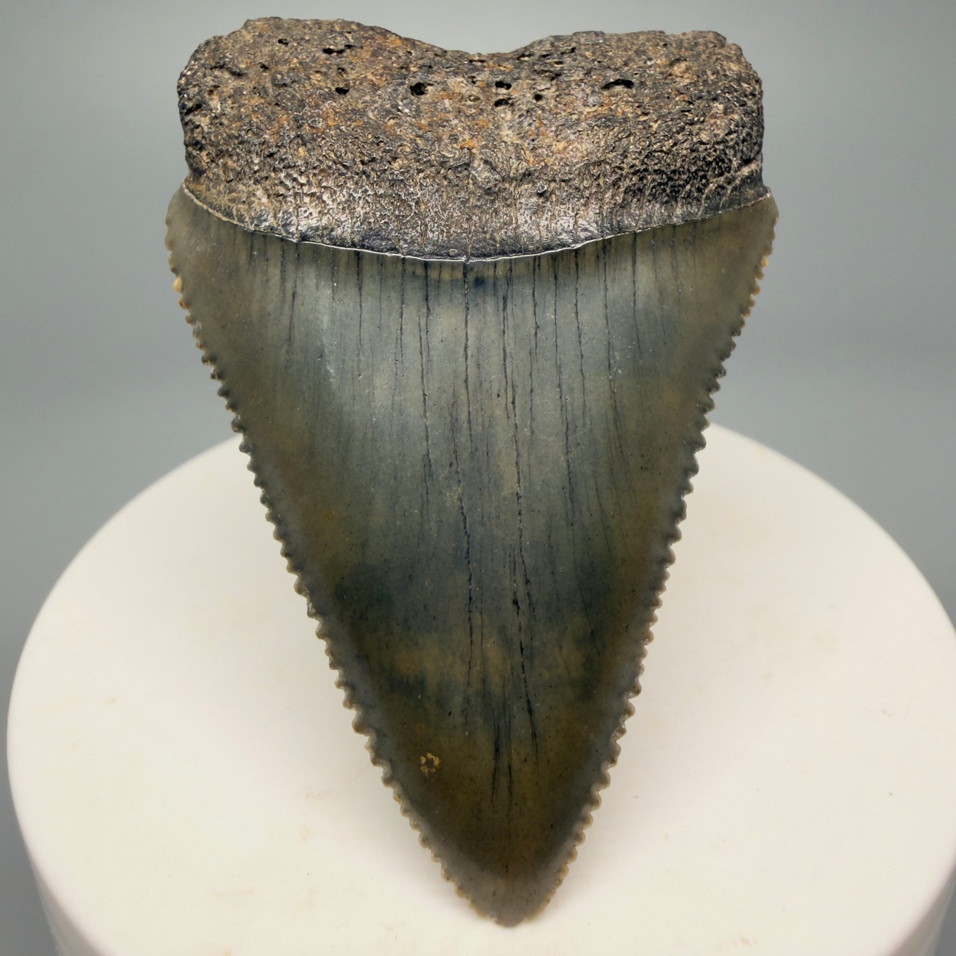 Front View Tip Down Outstanding large size, sharply serrated 2.29" Fossil Great White Tooth for Sale GW1245 