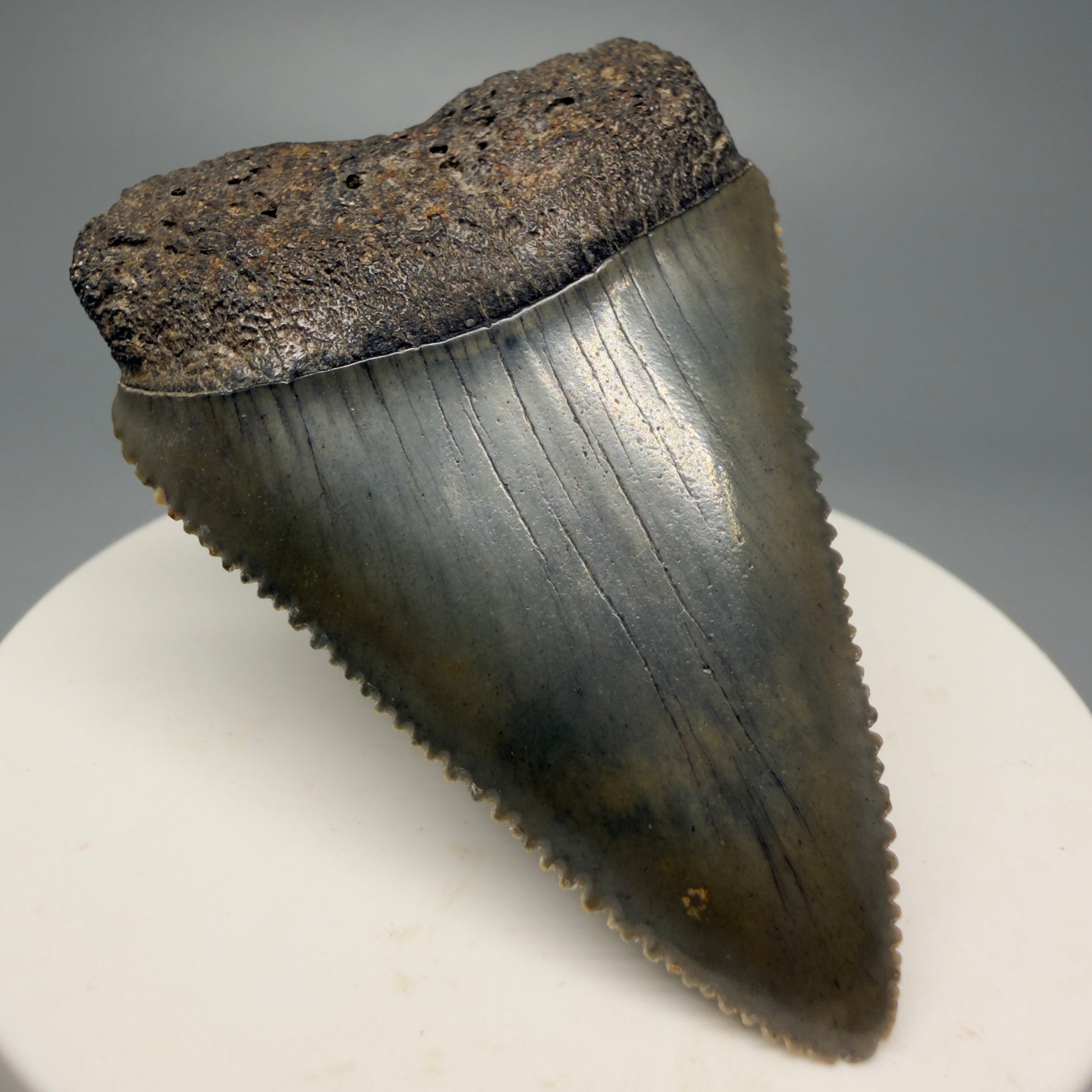 Front Left View Outstanding large size, sharply serrated 2.29" Fossil Great White Tooth for Sale GW1245 