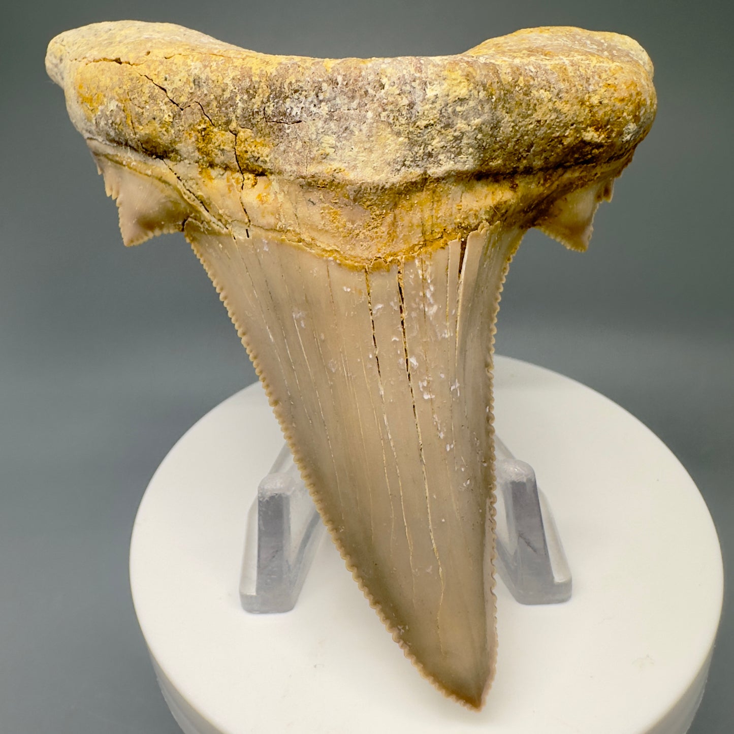 Large 3.61" Fossil Carcharocles sokolowi (auriculatus) Shark Tooth - Western Sahara AU387 - Front1